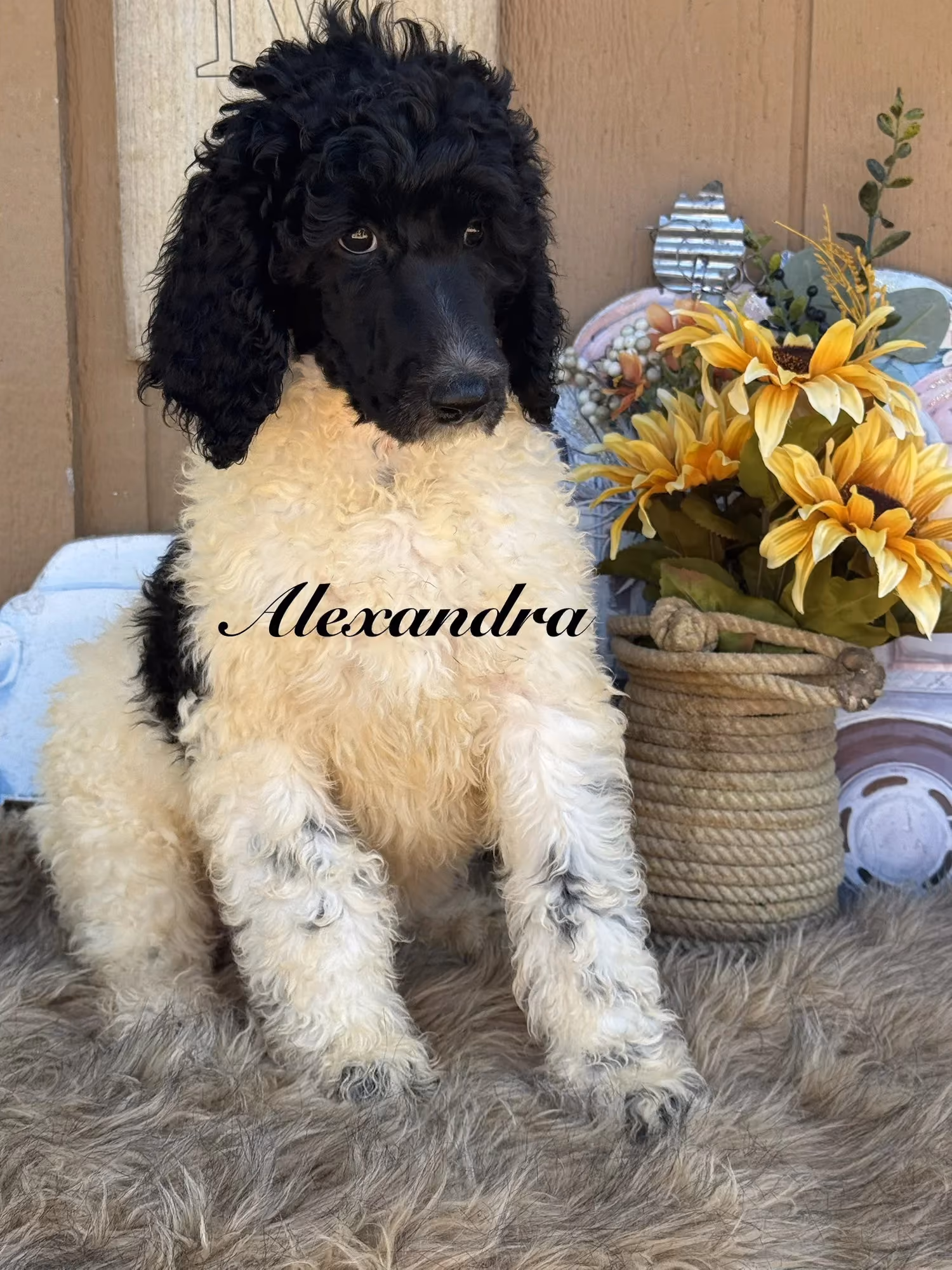 A cute Standard Poodle puppy. Her name is Alexandra Kay.