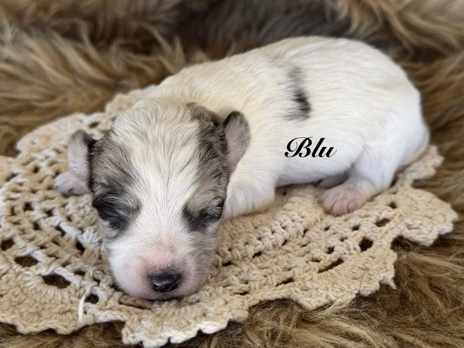 A cute Yorkiepoo puppy. His name is Blu.
