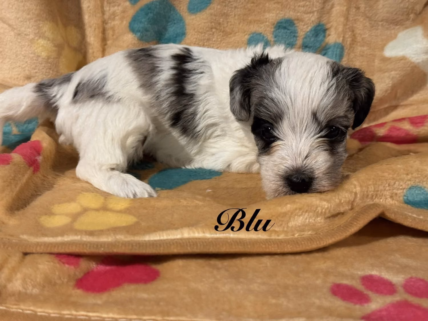 A cute Yorkiepoo puppy. His name is Blu.