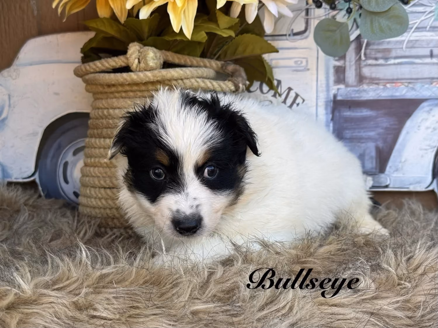 A cute Mini Australian Shepherd puppy. His name is Bullseye.
