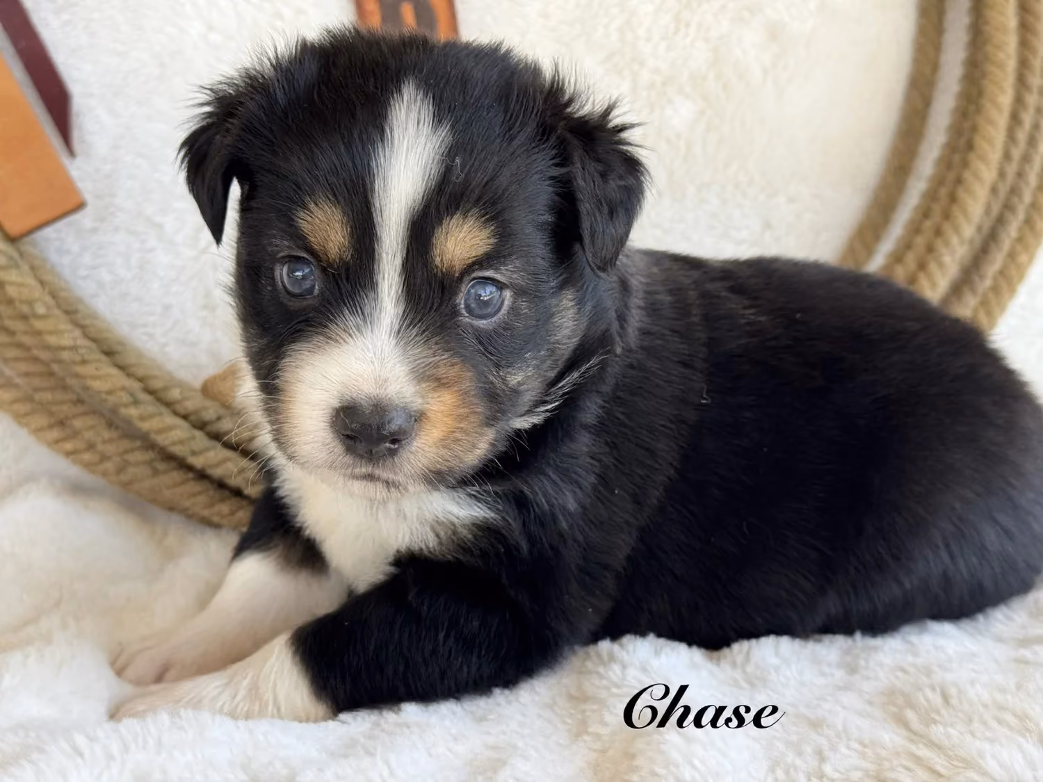A cute Mini Australian Shepherd puppy. His name is Chase.