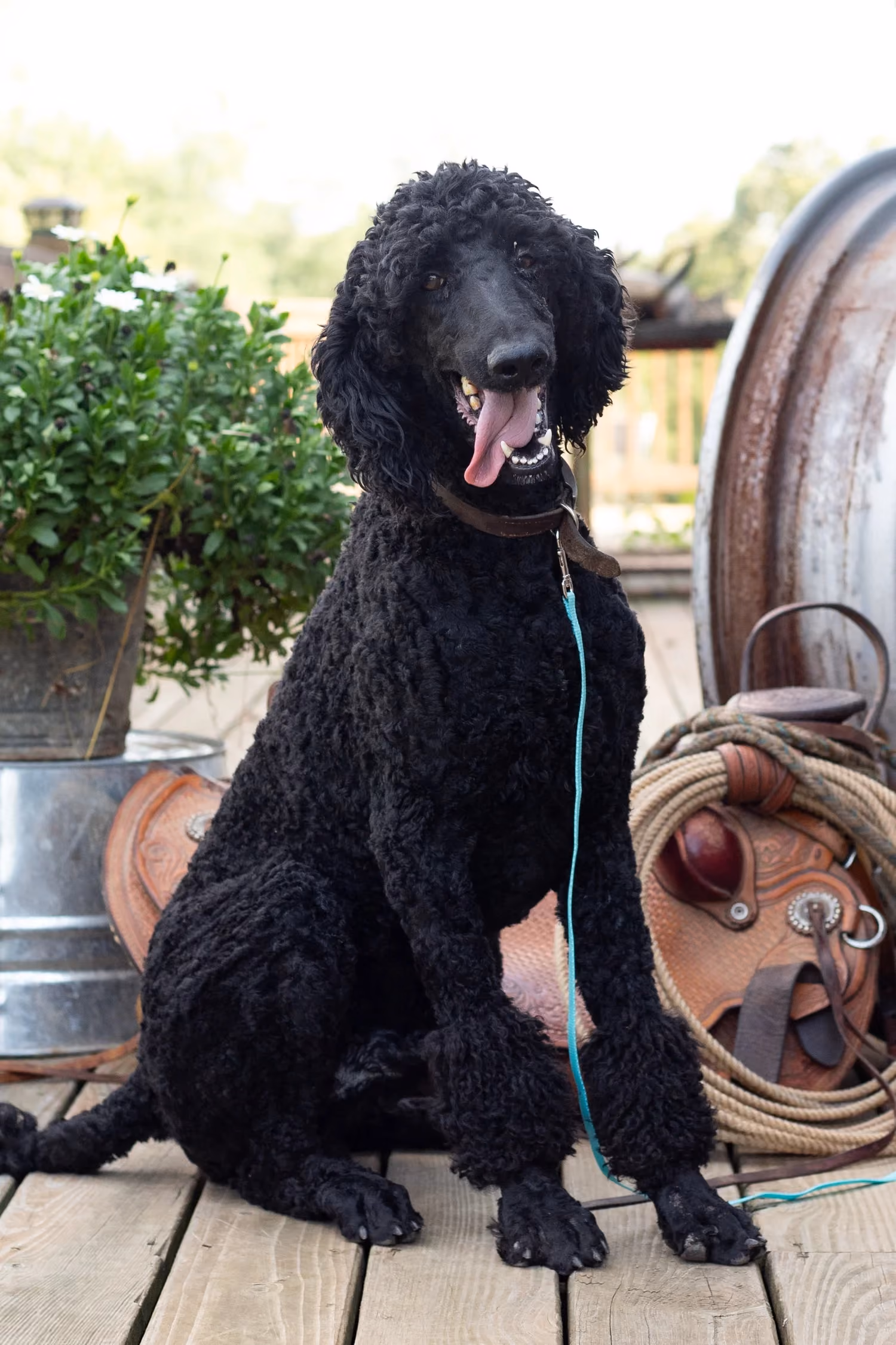 Clifford, a Standard Poodle