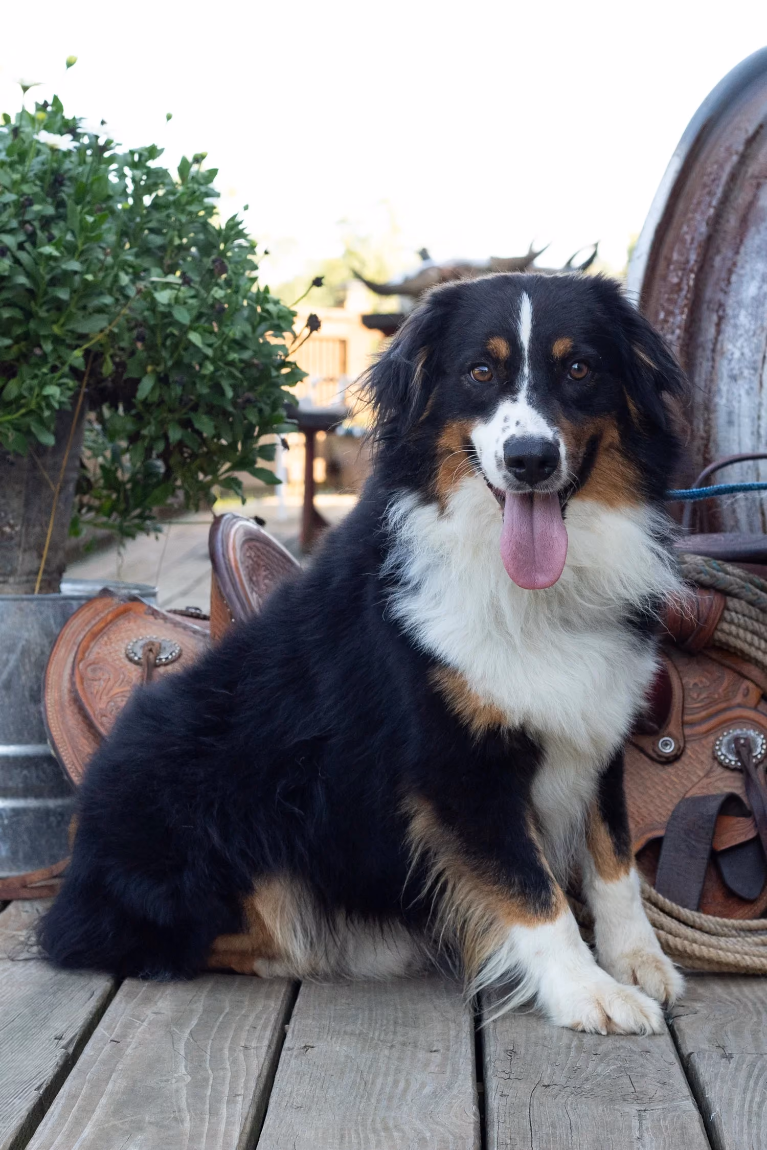 Deets, a Mini Australian Shepherd