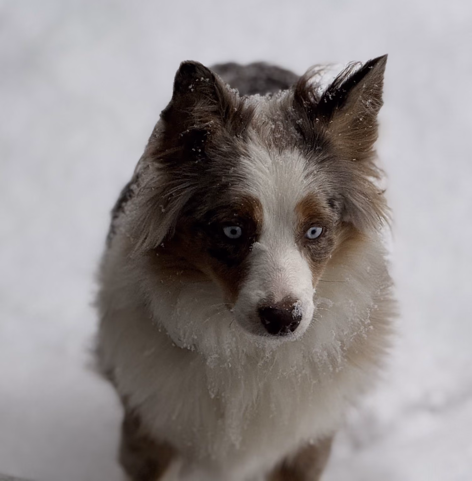 Dixie, a Toy Australian Shepherd