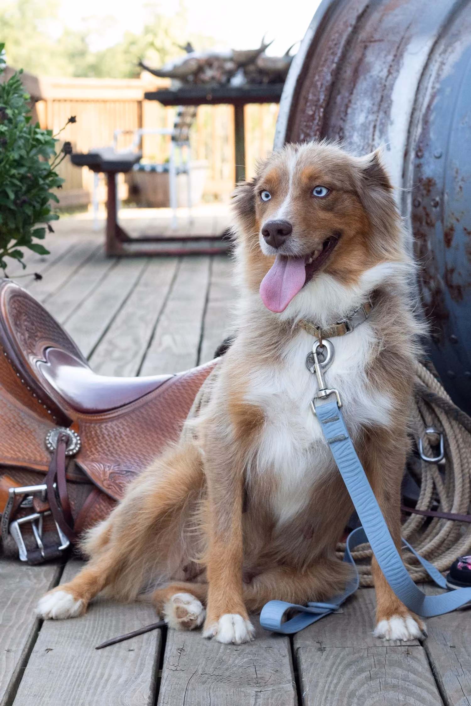 Ellie, a Mini Australian Shepherd