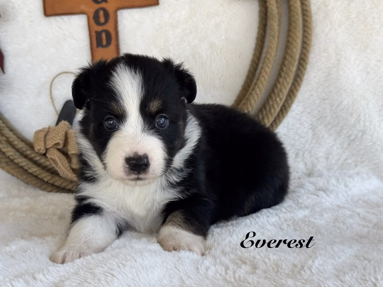 A cute Mini Australian Shepherd puppy. Her name is Everest.