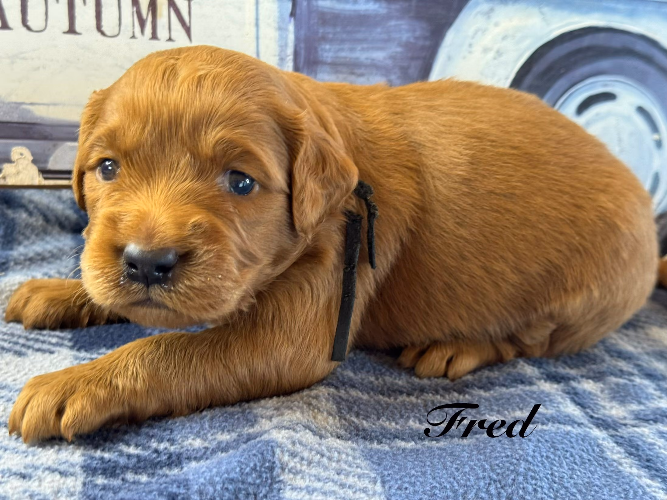 A cute Mini Golden Retriever puppy. His name is Fred.