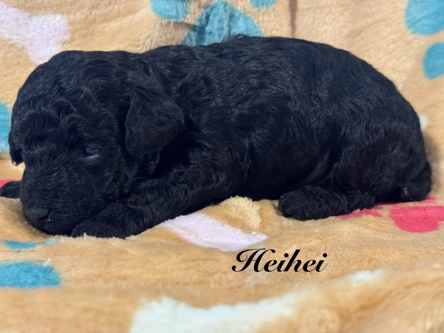 A cute Toy Poodle puppy. His name is Heihei.