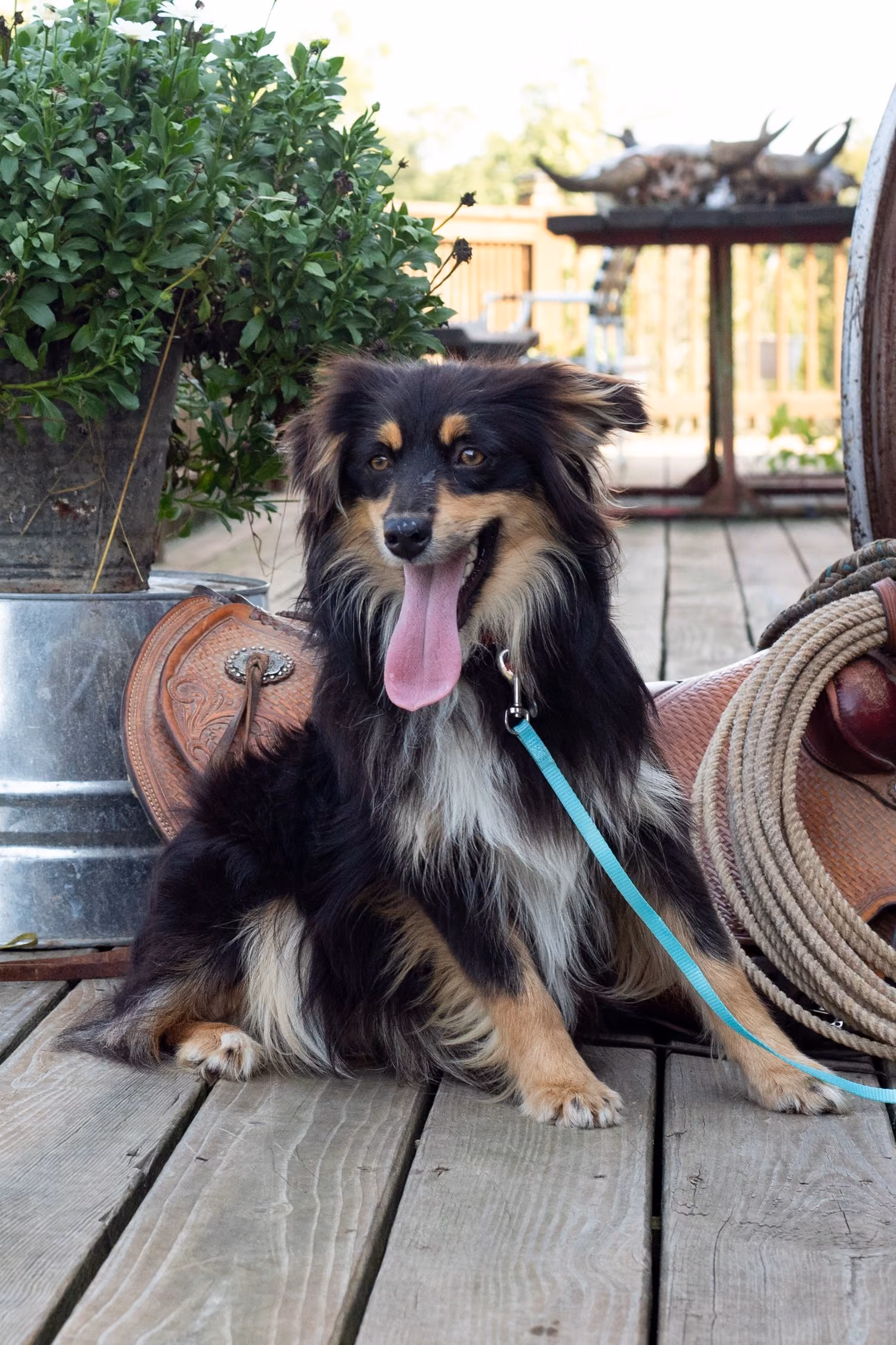 Hope, a Toy Australian Shepherd