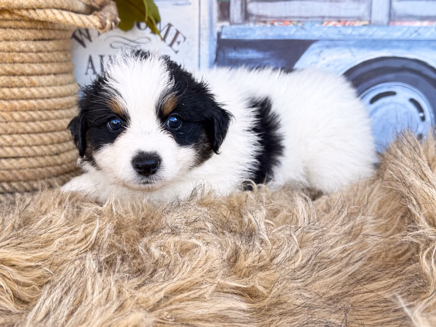 A cute Mini Australian Shepherd puppy. Her name is Jessie.