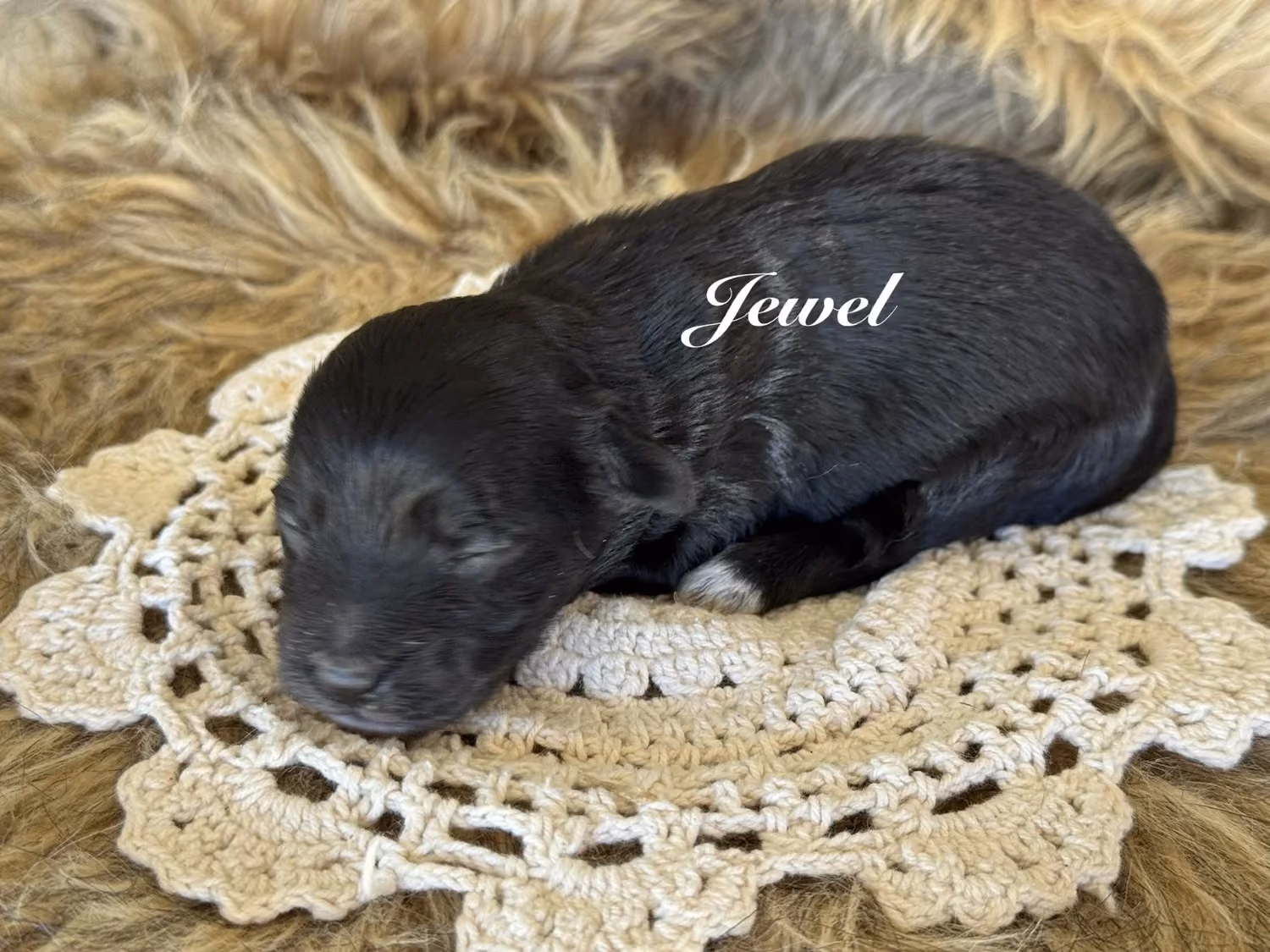 A cute Yorkiepoo puppy. Her name is Jewel.