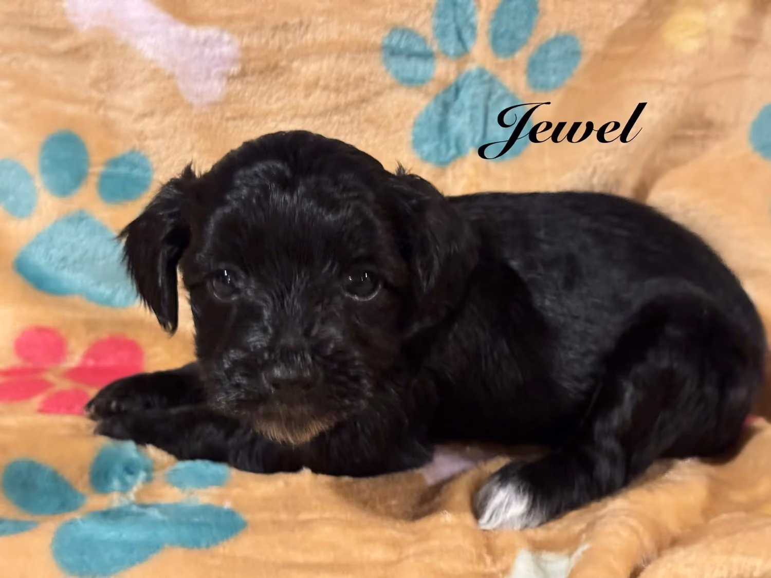 A cute Yorkiepoo puppy. Her name is Jewel.