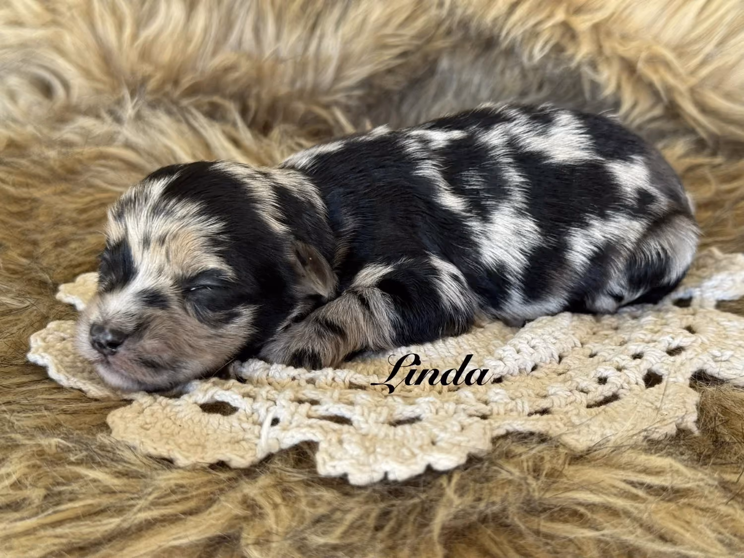 A cute Yorkiepoo puppy. Her name is Linda.