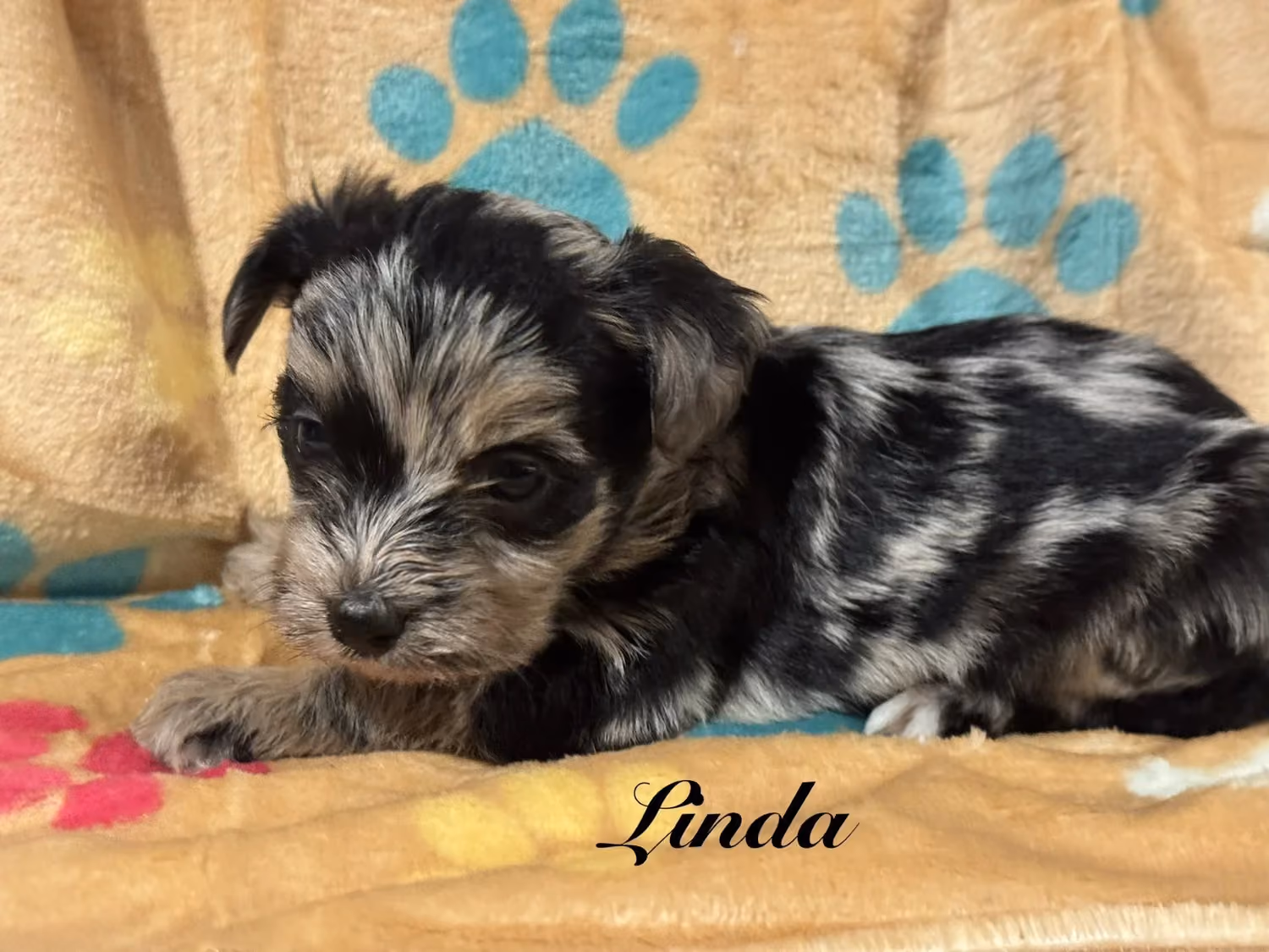 A cute Yorkiepoo puppy. Her name is Linda.
