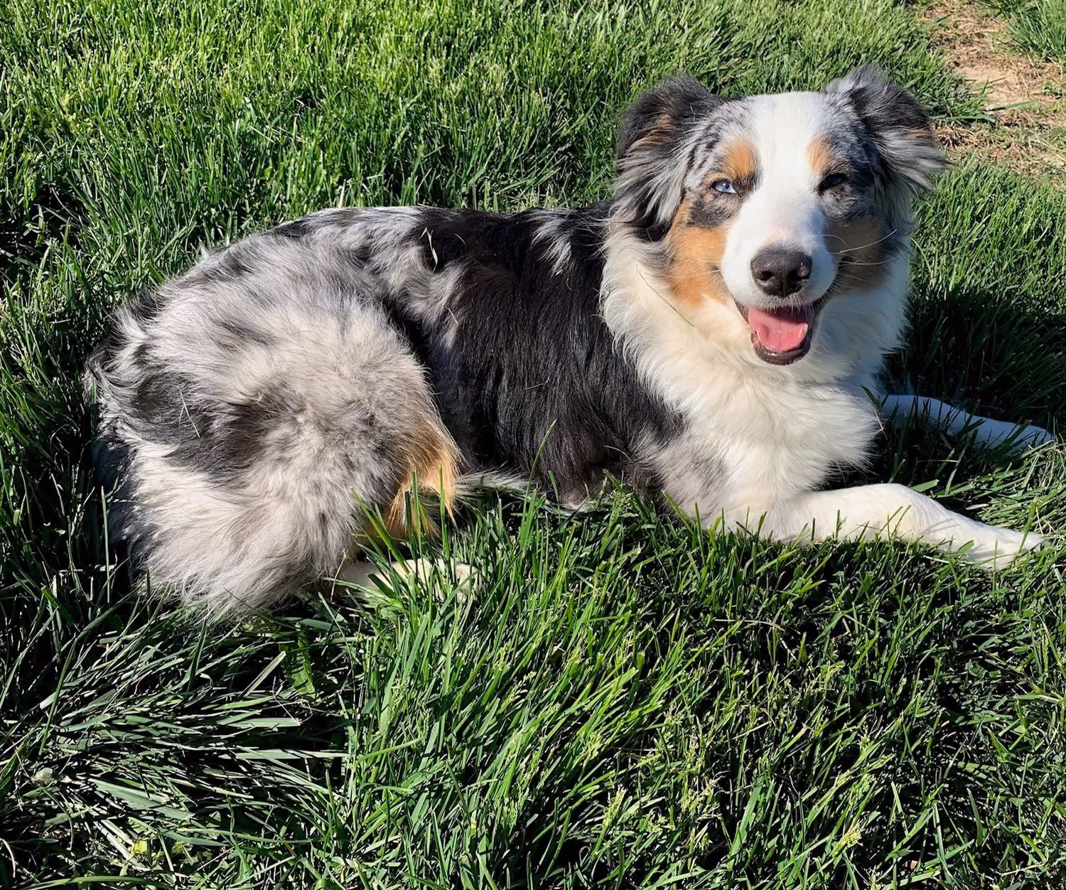 Lori, a Mini Australian Shepherd