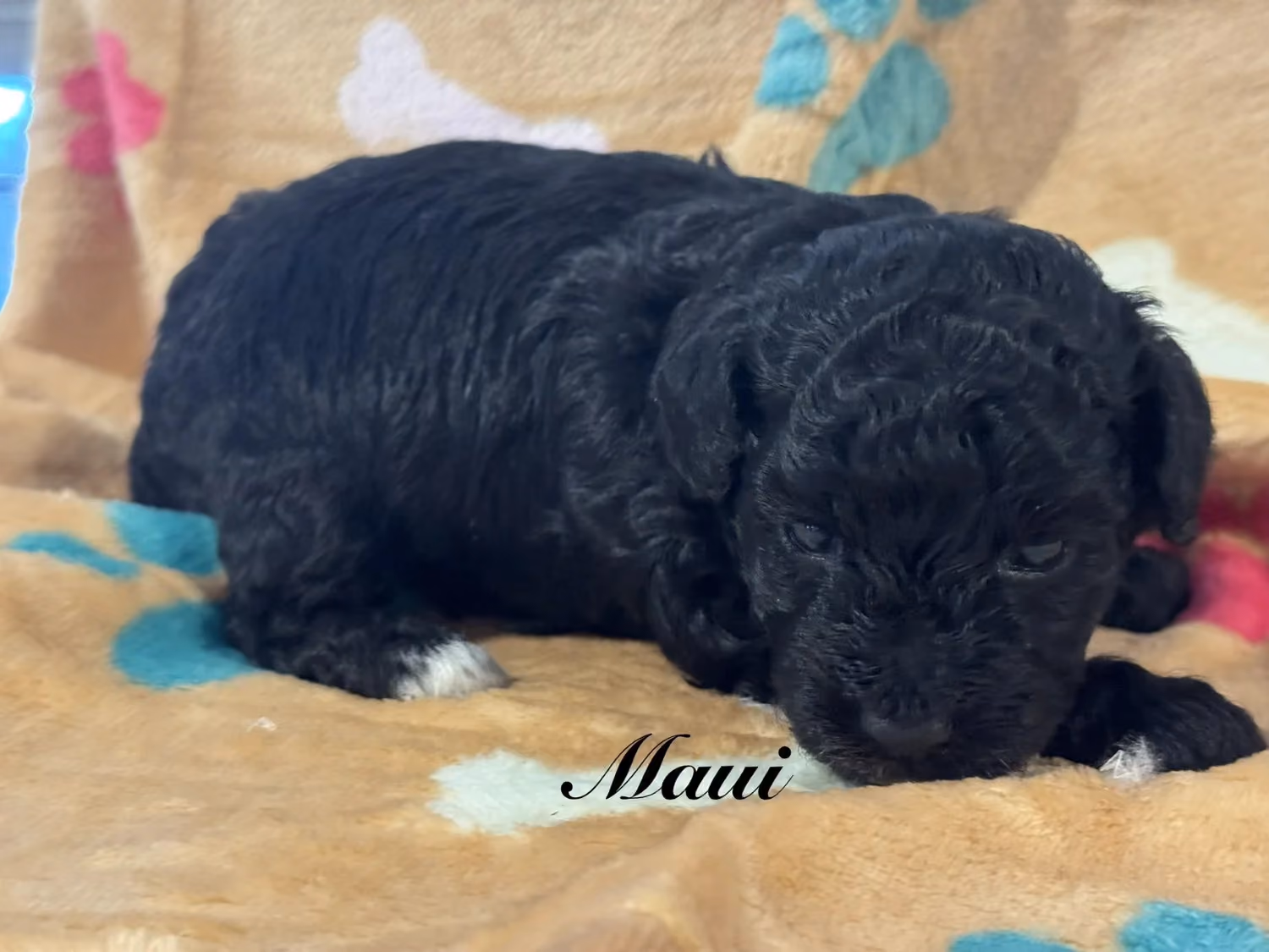 A cute Toy Poodle puppy. His name is Maui.