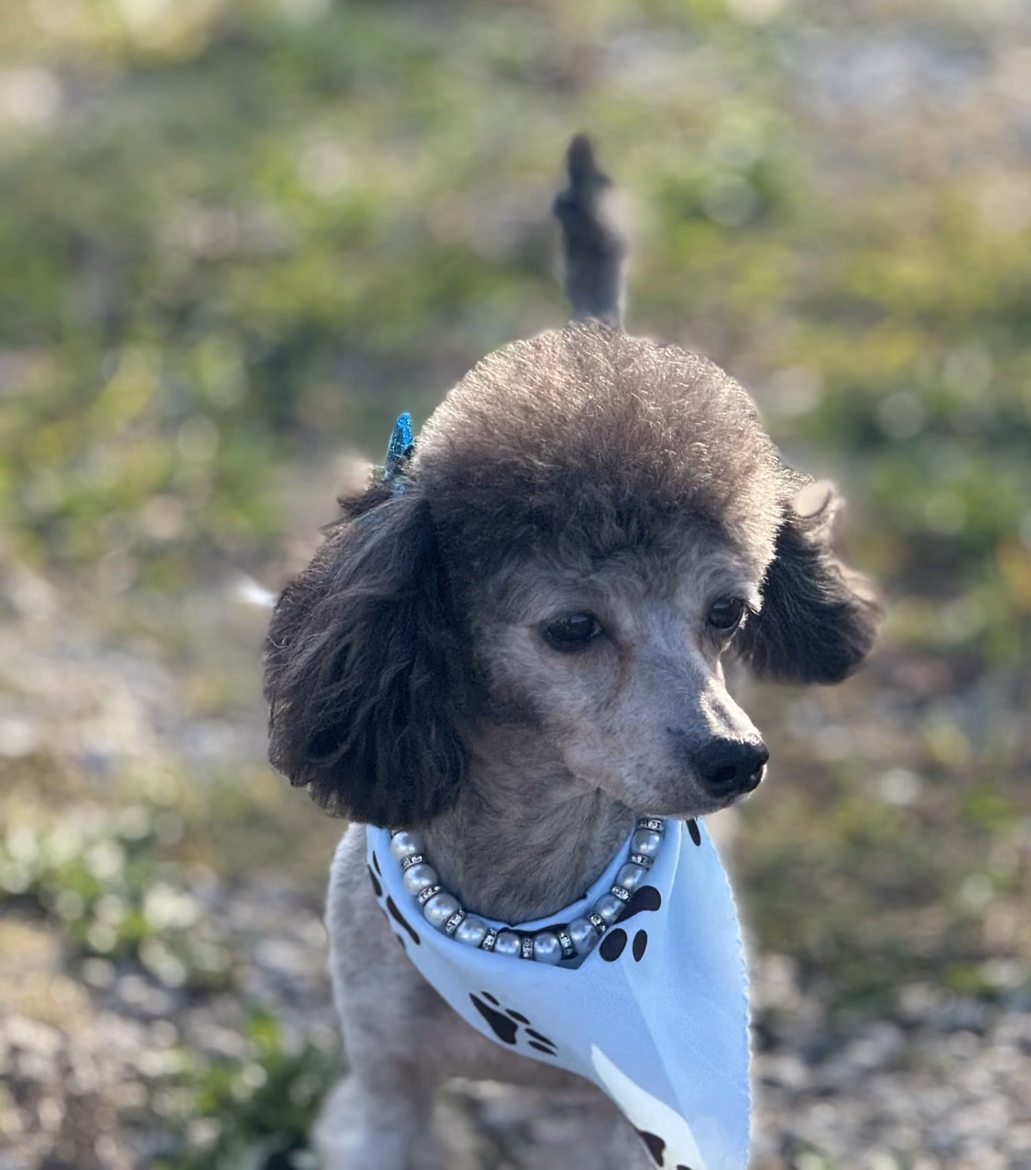 Mercedes, a Toy Poodle