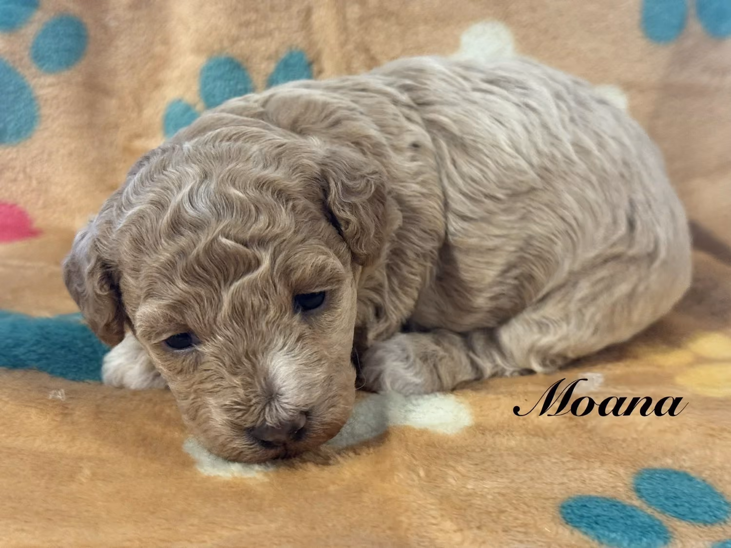 A cute Toy Poodle puppy. Her name is Moana.