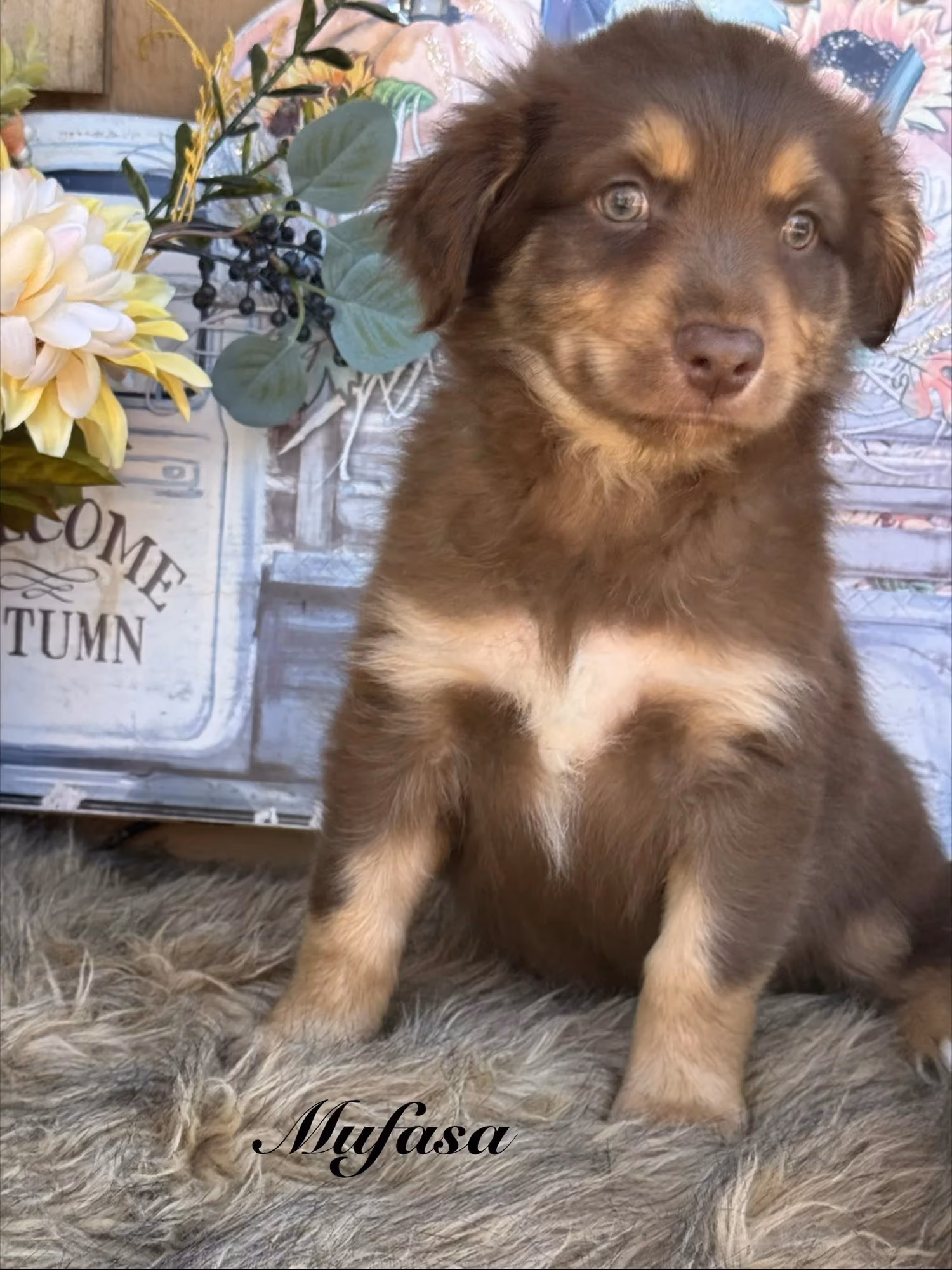A cute Mini Australian Shepherd puppy. His name is Mufasa.