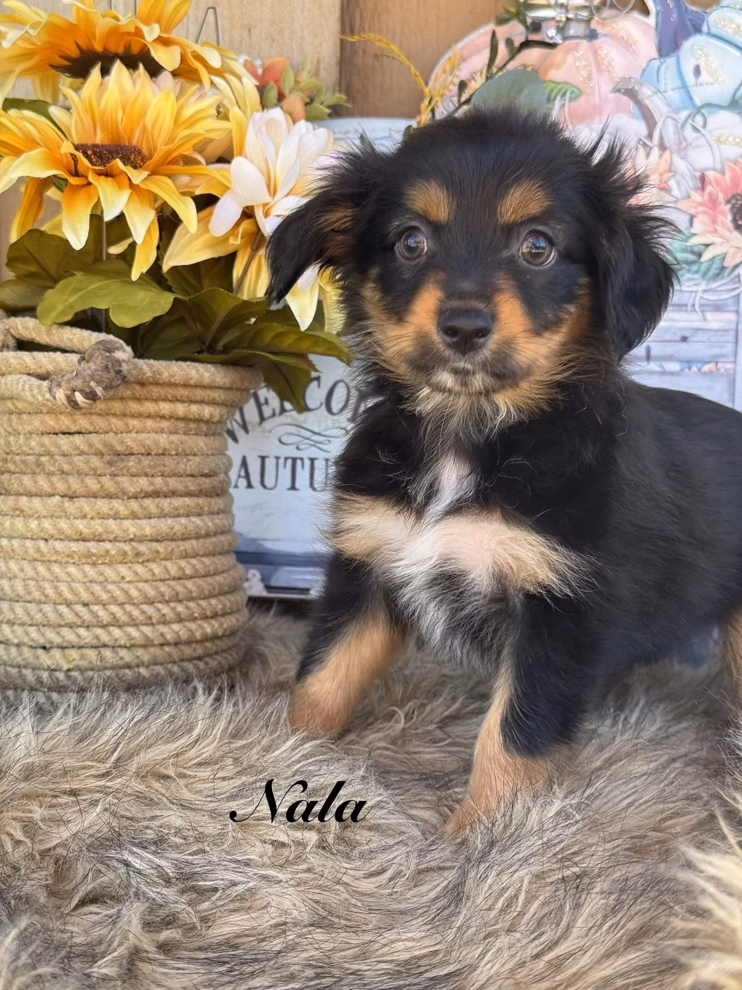 A cute Mini Australian Shepherd puppy. Her name is Nala.