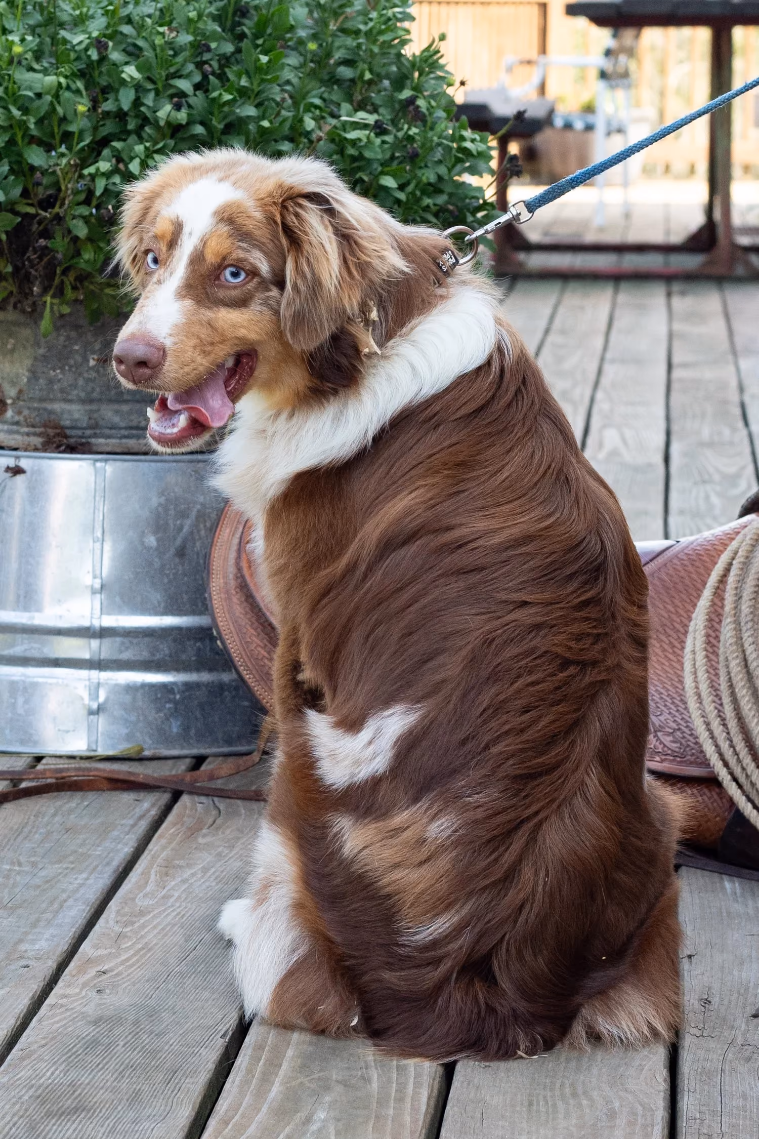 Newt, a Mini Australian Shepherd
