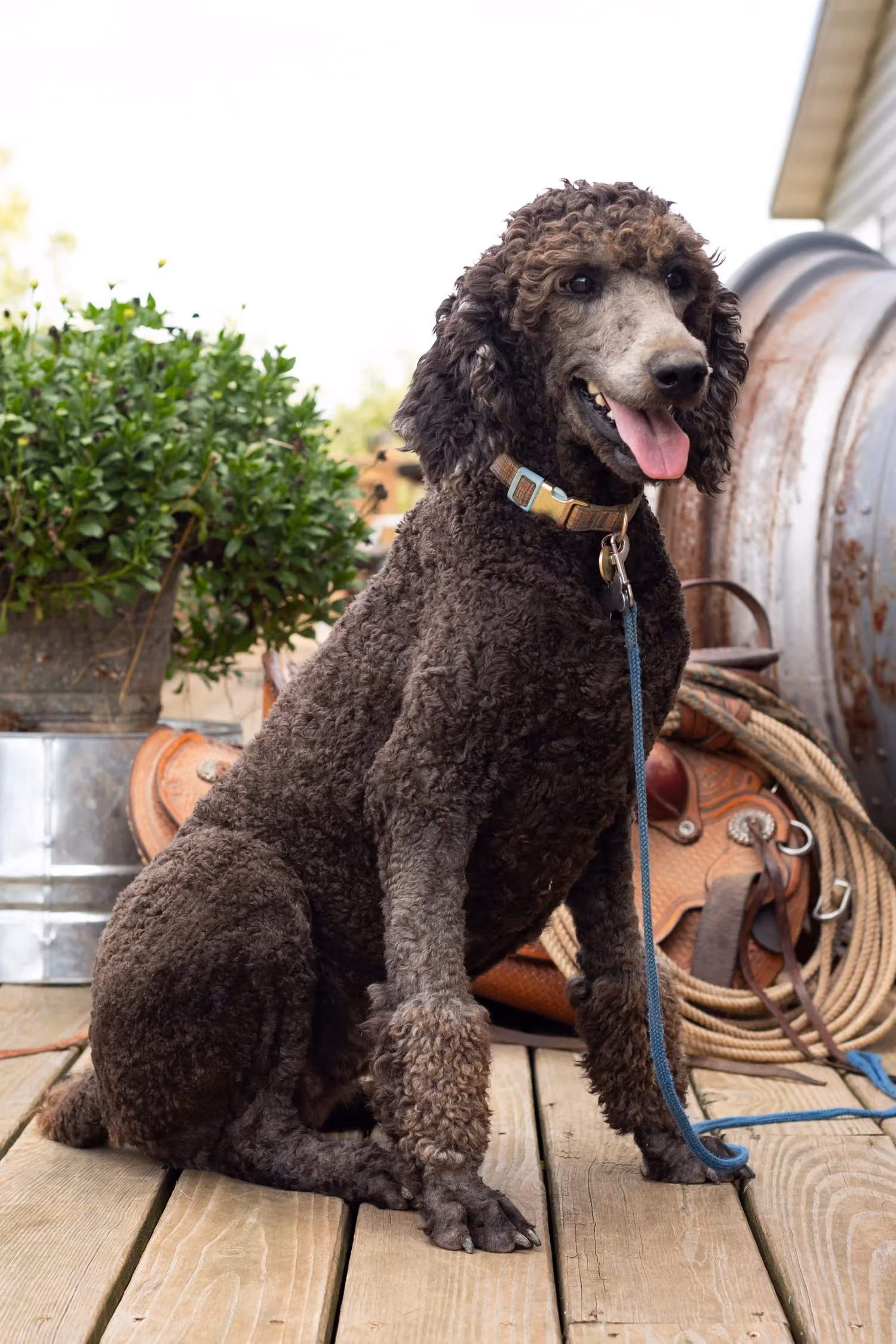 Nickel, a Standard Poodle