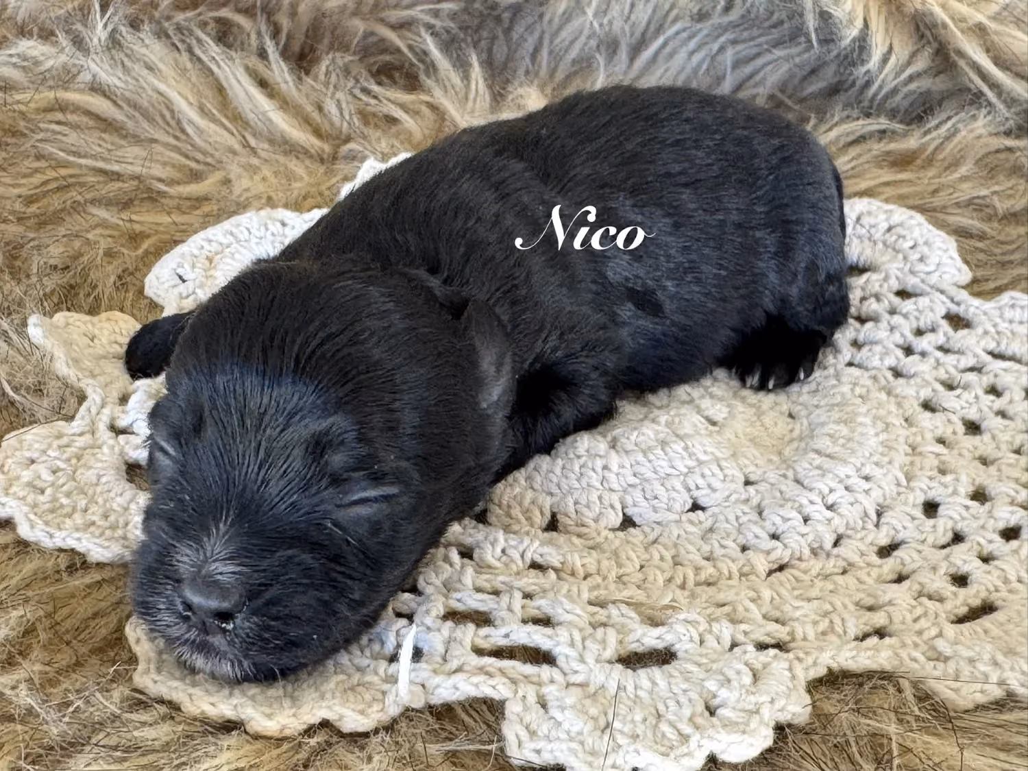 A cute Yorkiepoo puppy. His name is Nico.