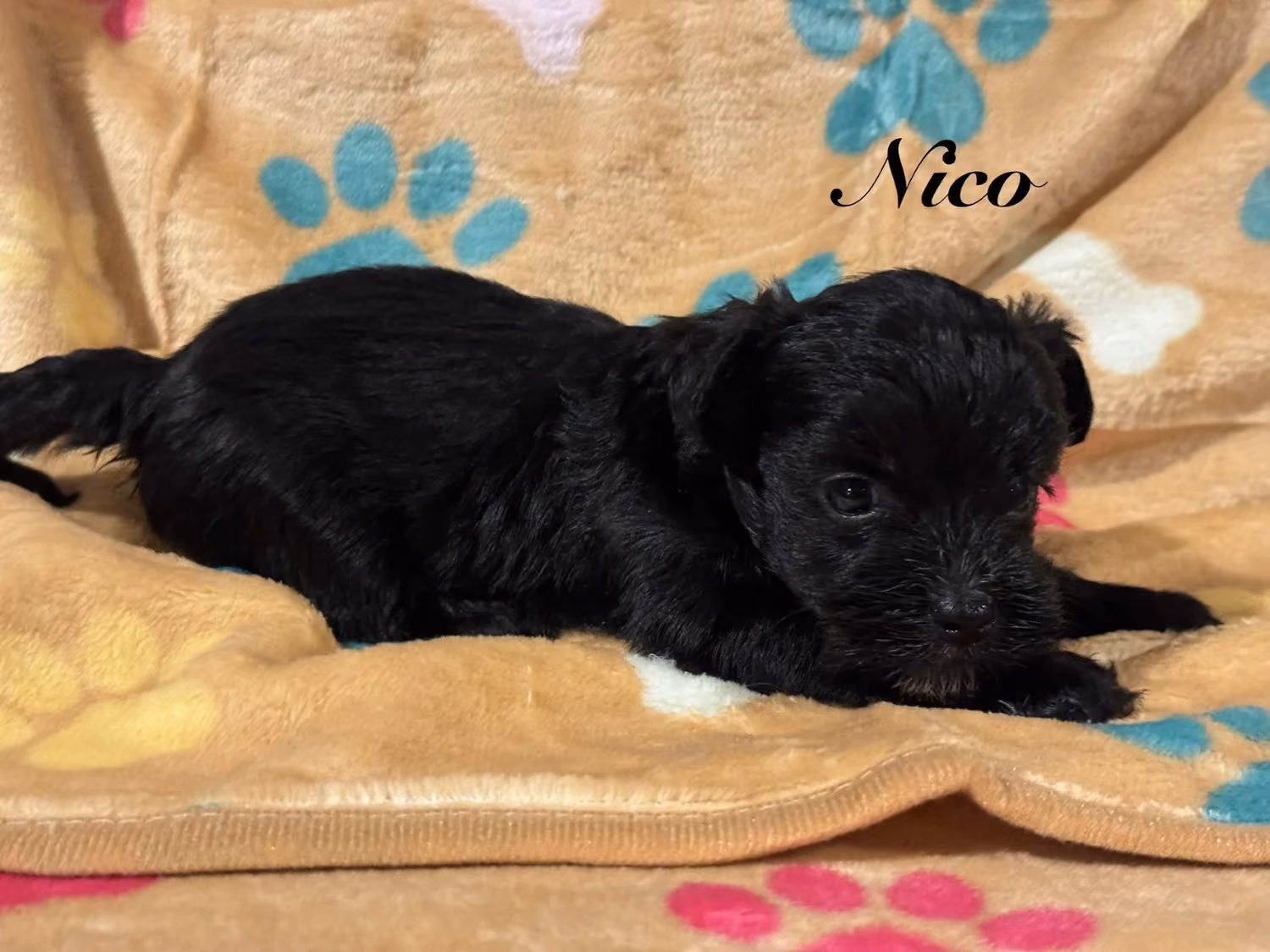 A cute Yorkiepoo puppy. His name is Nico.
