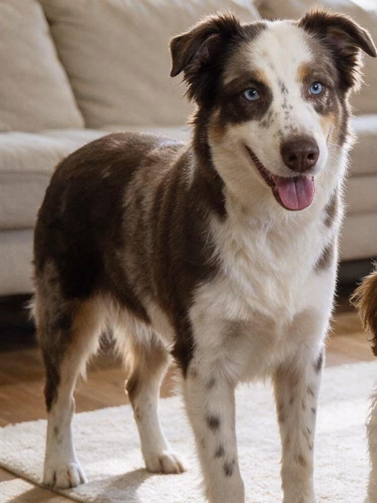 Payton, a Mini Australian Shepherd