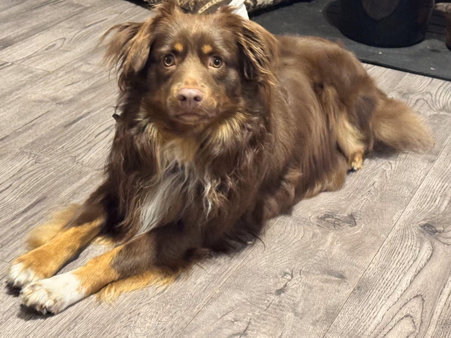 Petey, a Mini Australian Shepherd