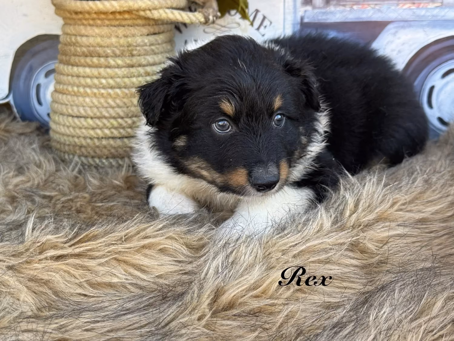 A cute Mini Australian Shepherd puppy. His name is Rex.