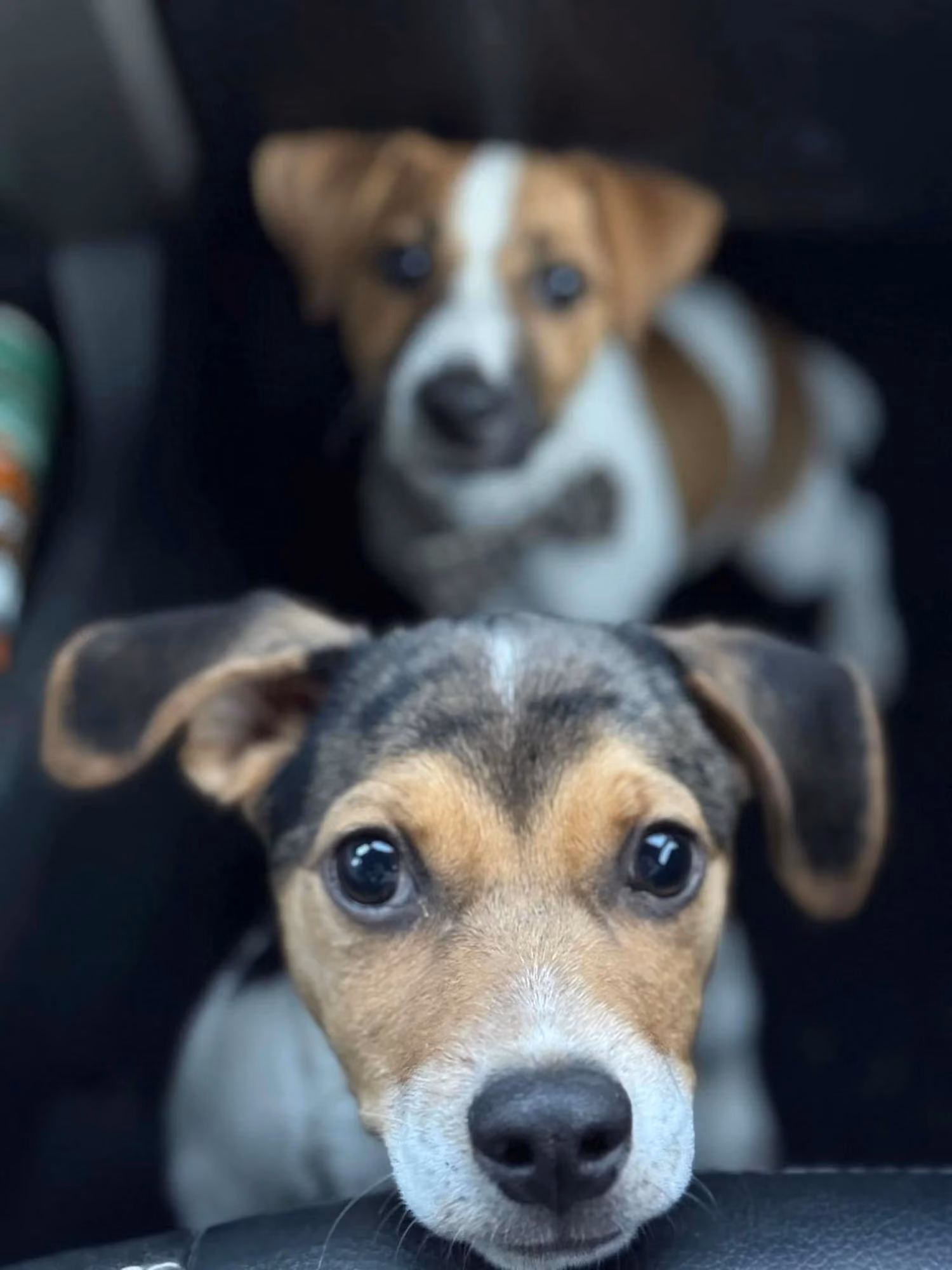 Roody and Reata, Robin's two Jack Russells, together