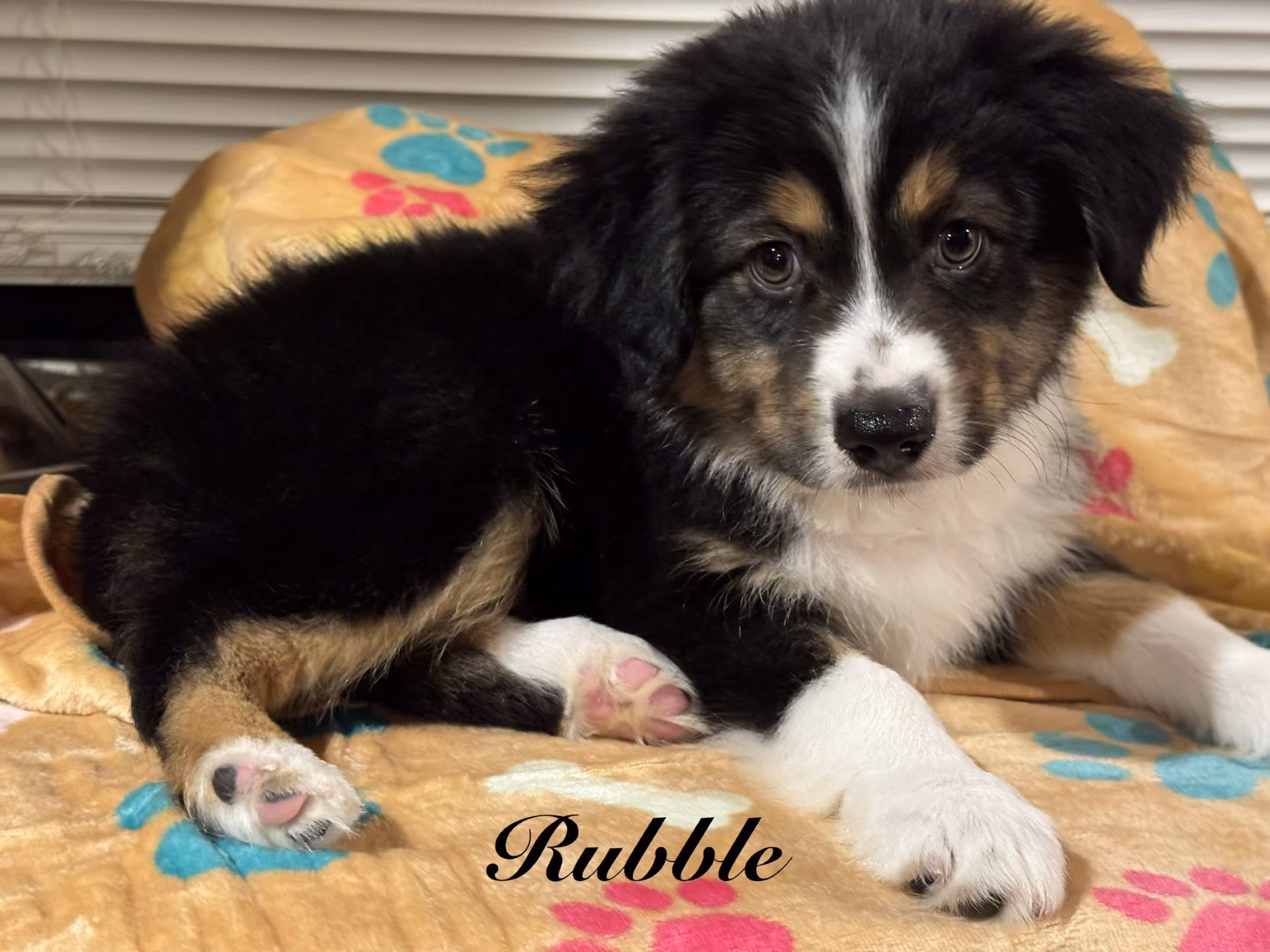 A cute Mini Australian Shepherd puppy. His name is Rubble.