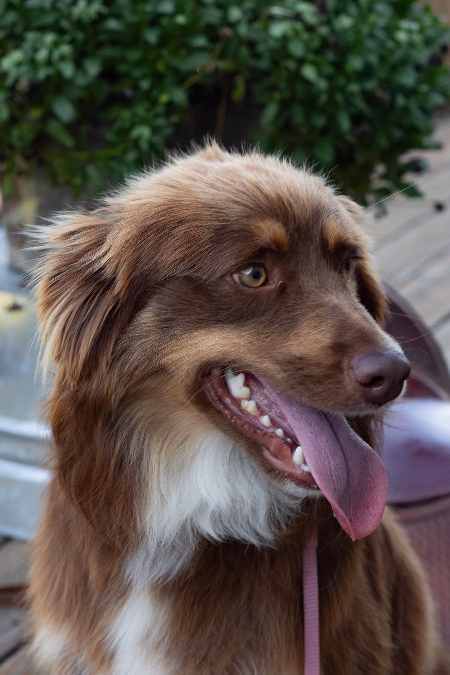 Sadie, a Mini Australian Shepherd