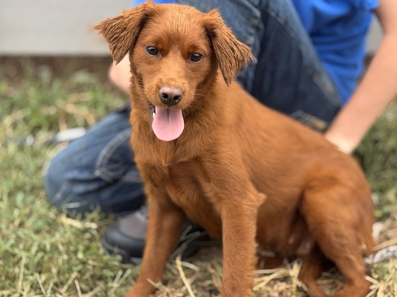 Sammie, a Mini Golden Retriever