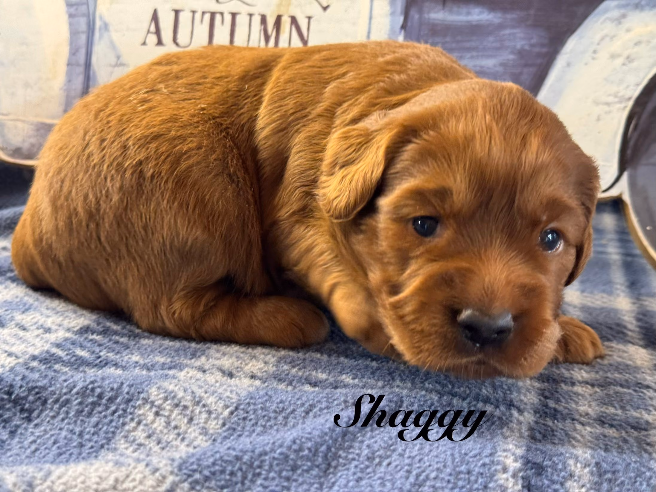 A cute Mini Golden Retriever puppy. His name is Shaggy.