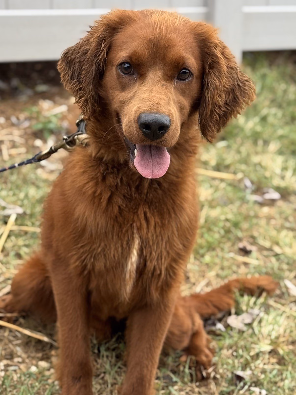 Shiloh, a Mini Golden Retriever