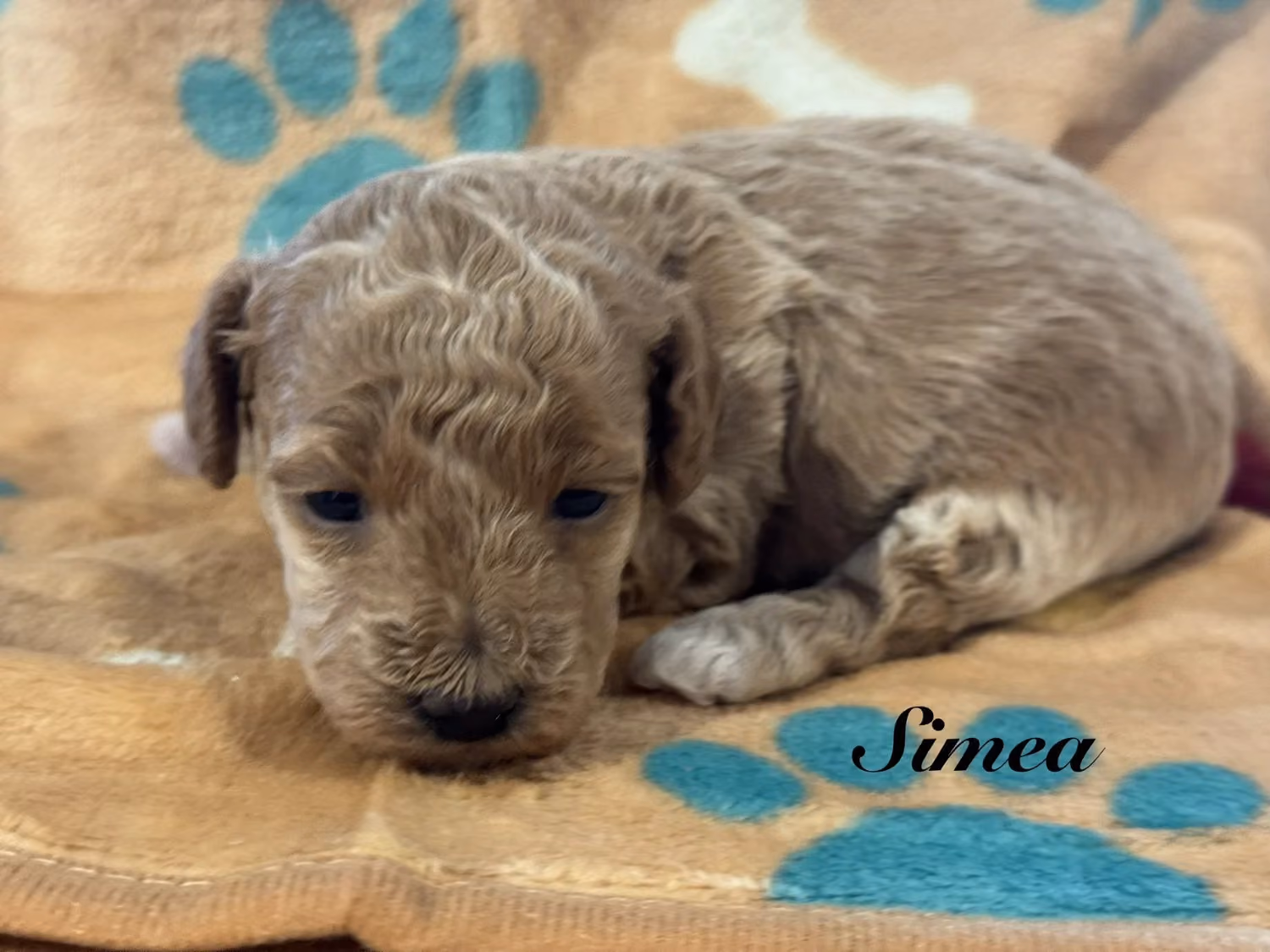 A cute Toy Poodle puppy. Her name is Simea.