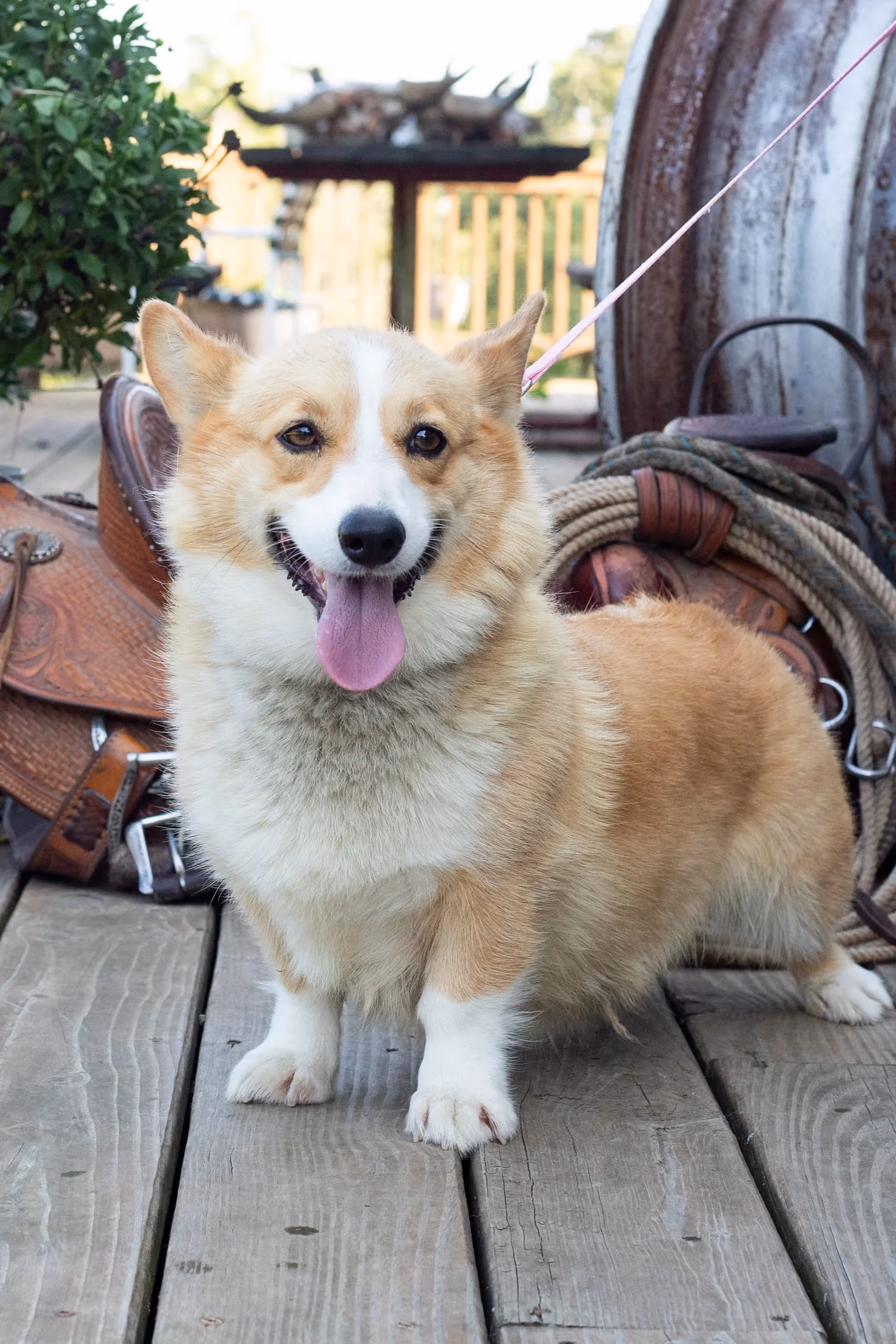 Sipsi, a Corgi