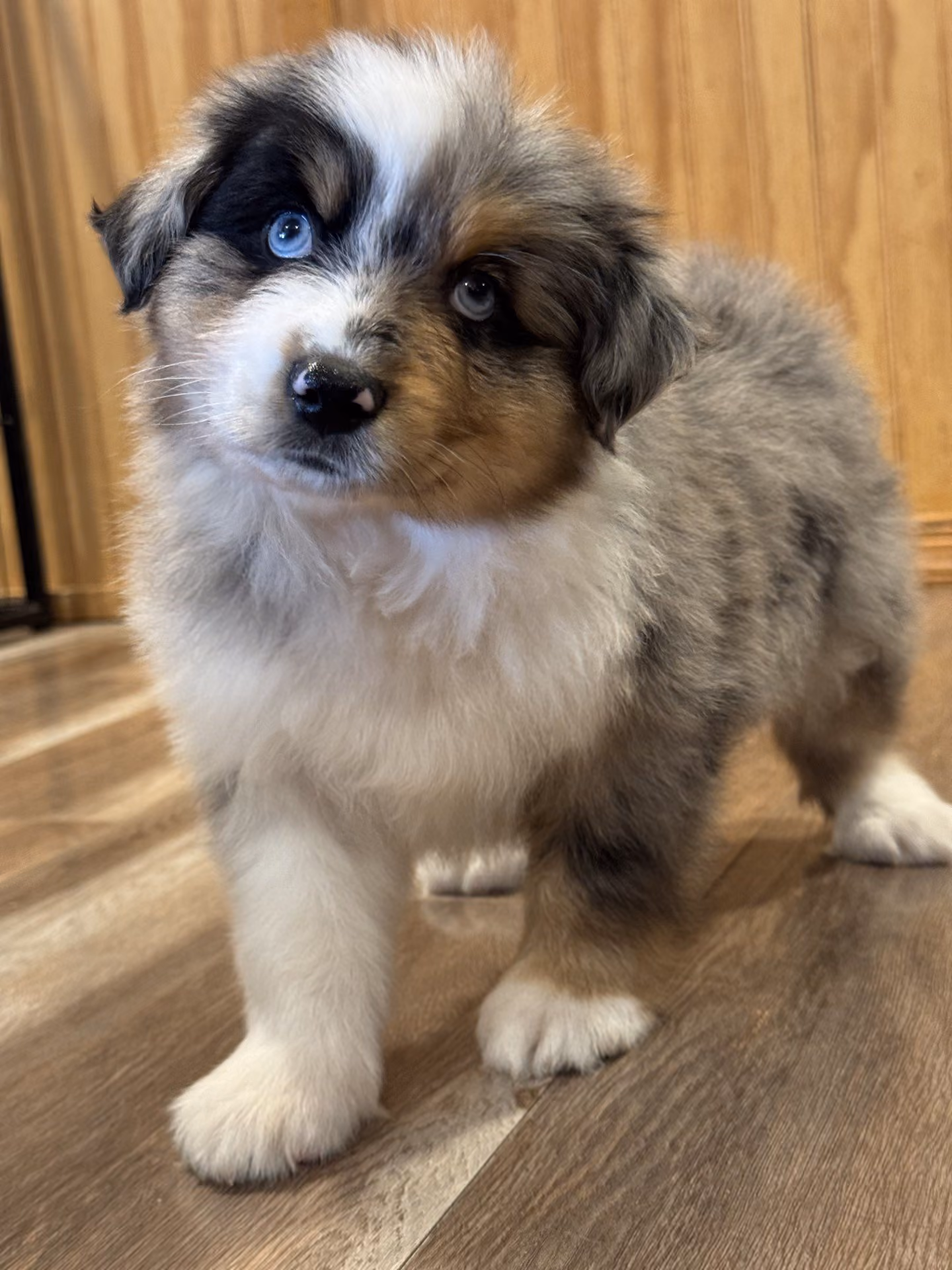 A cute Mini Australian Shepherd puppy. His name is Slinky.