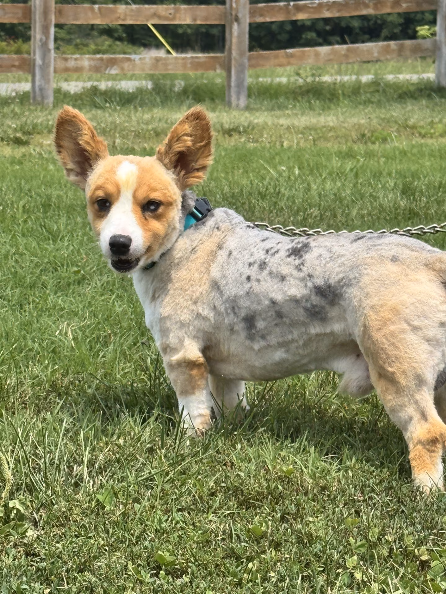 Solomon, a Corgi