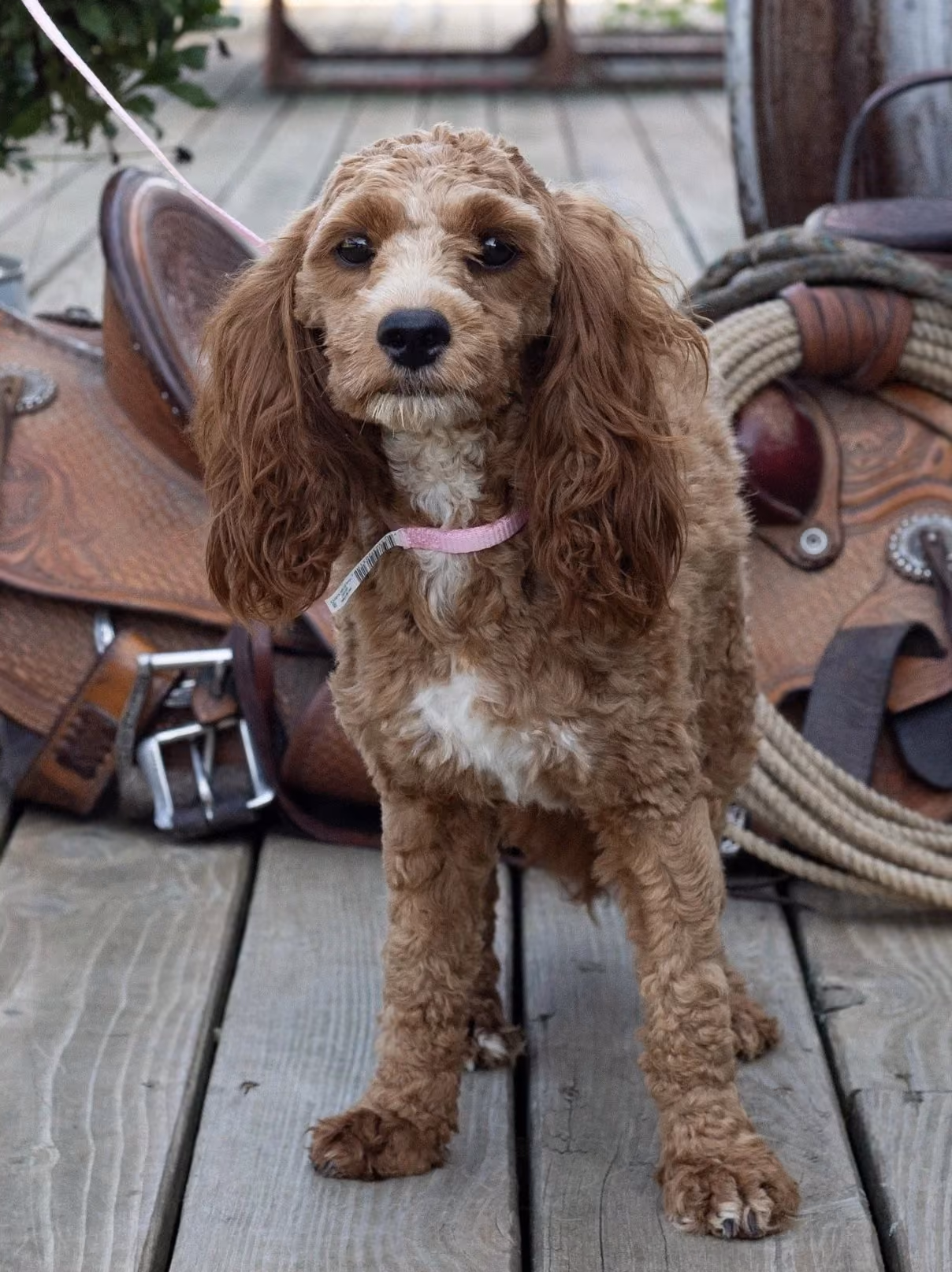 Teanna, a Cavapoo