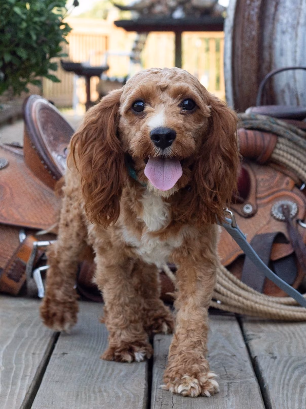 Thomas, a Cavapoo