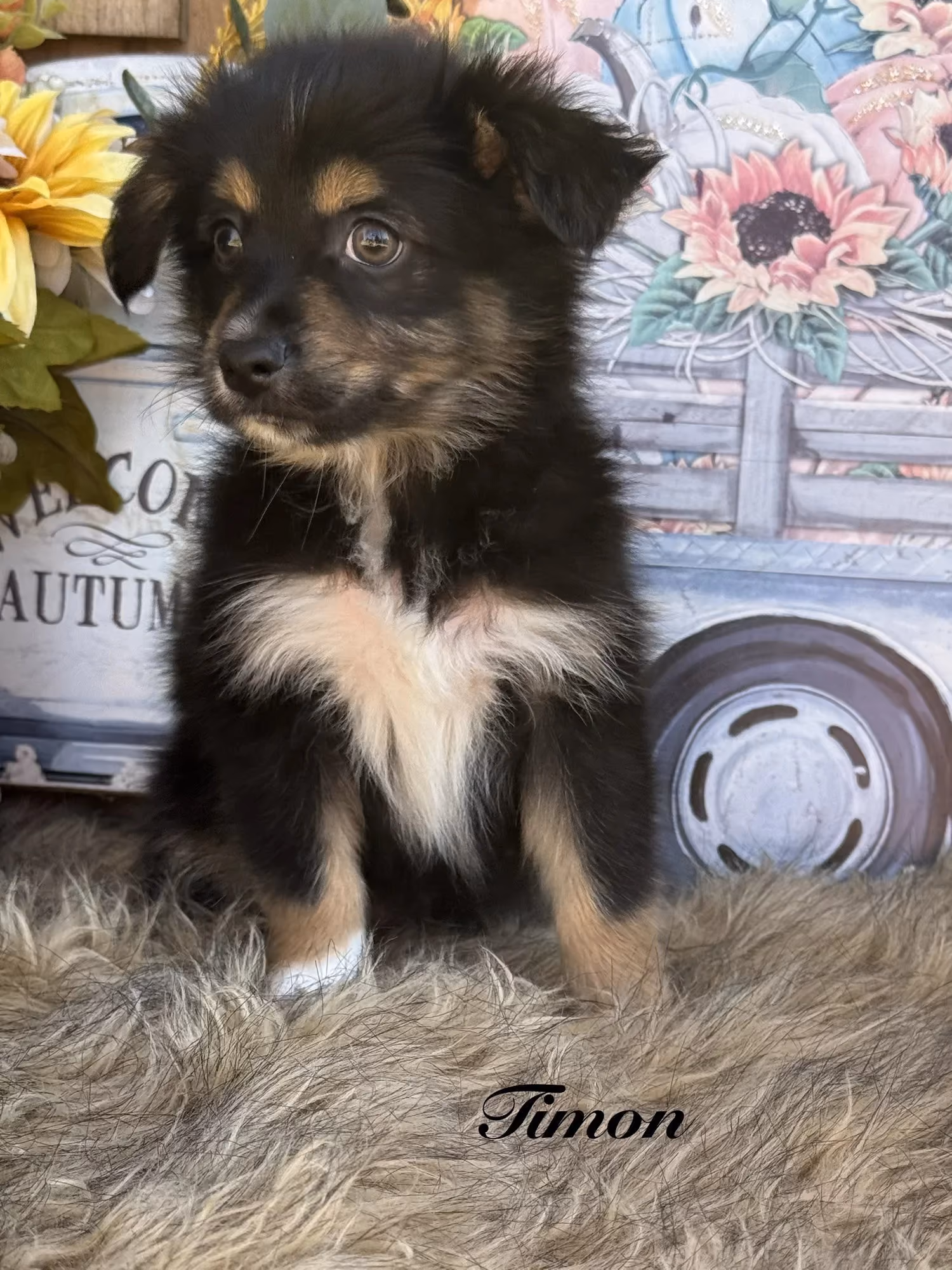 A cute Mini Australian Shepherd puppy. His name is Timon.