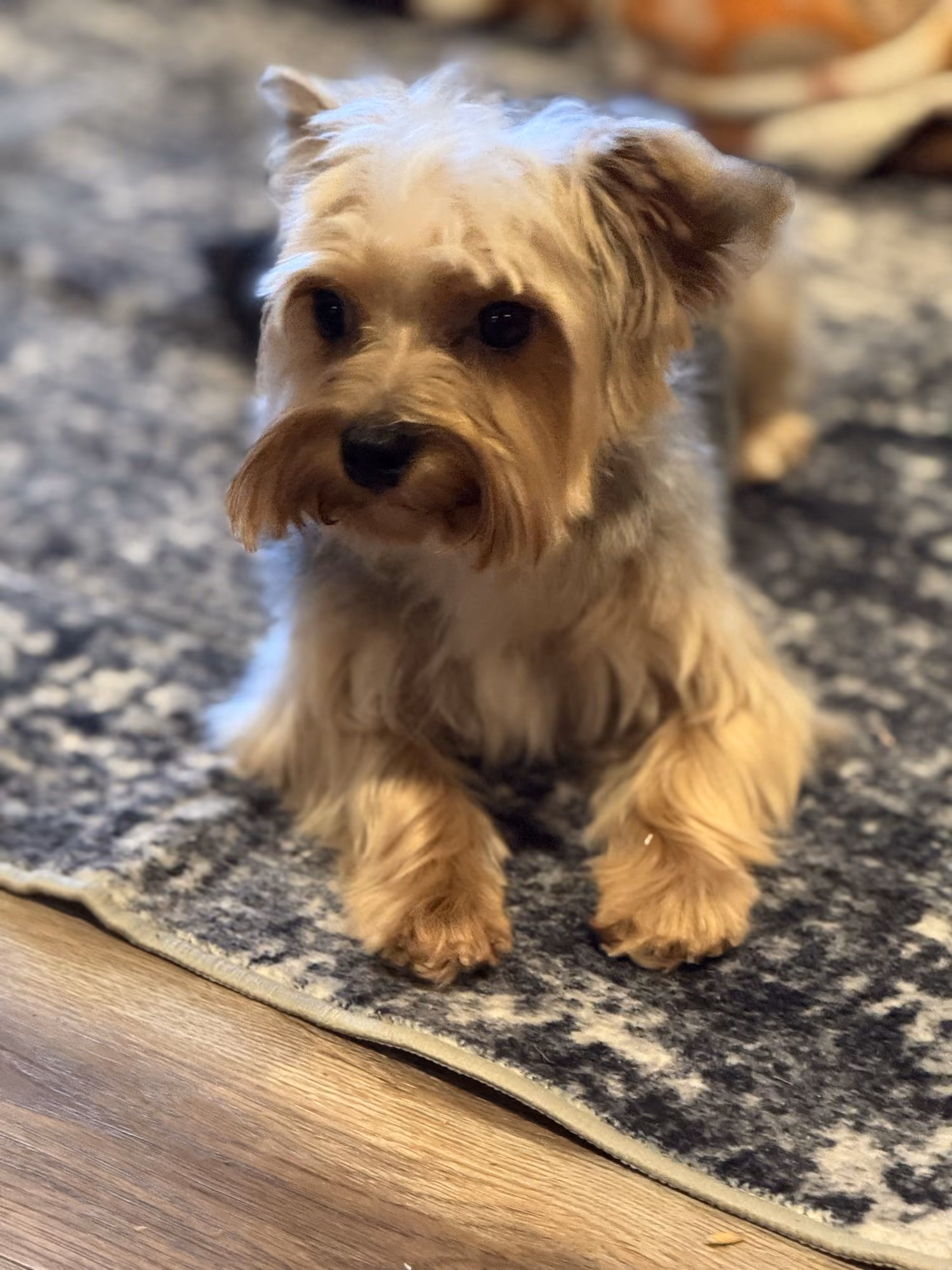 Titan, a Yorkshire Terrier