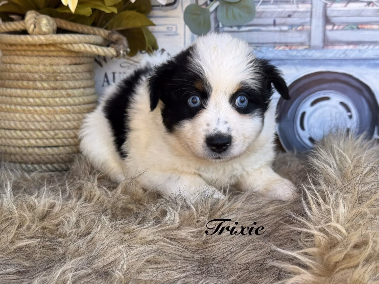 A cute Mini Australian Shepherd puppy. Her name is Trixie.