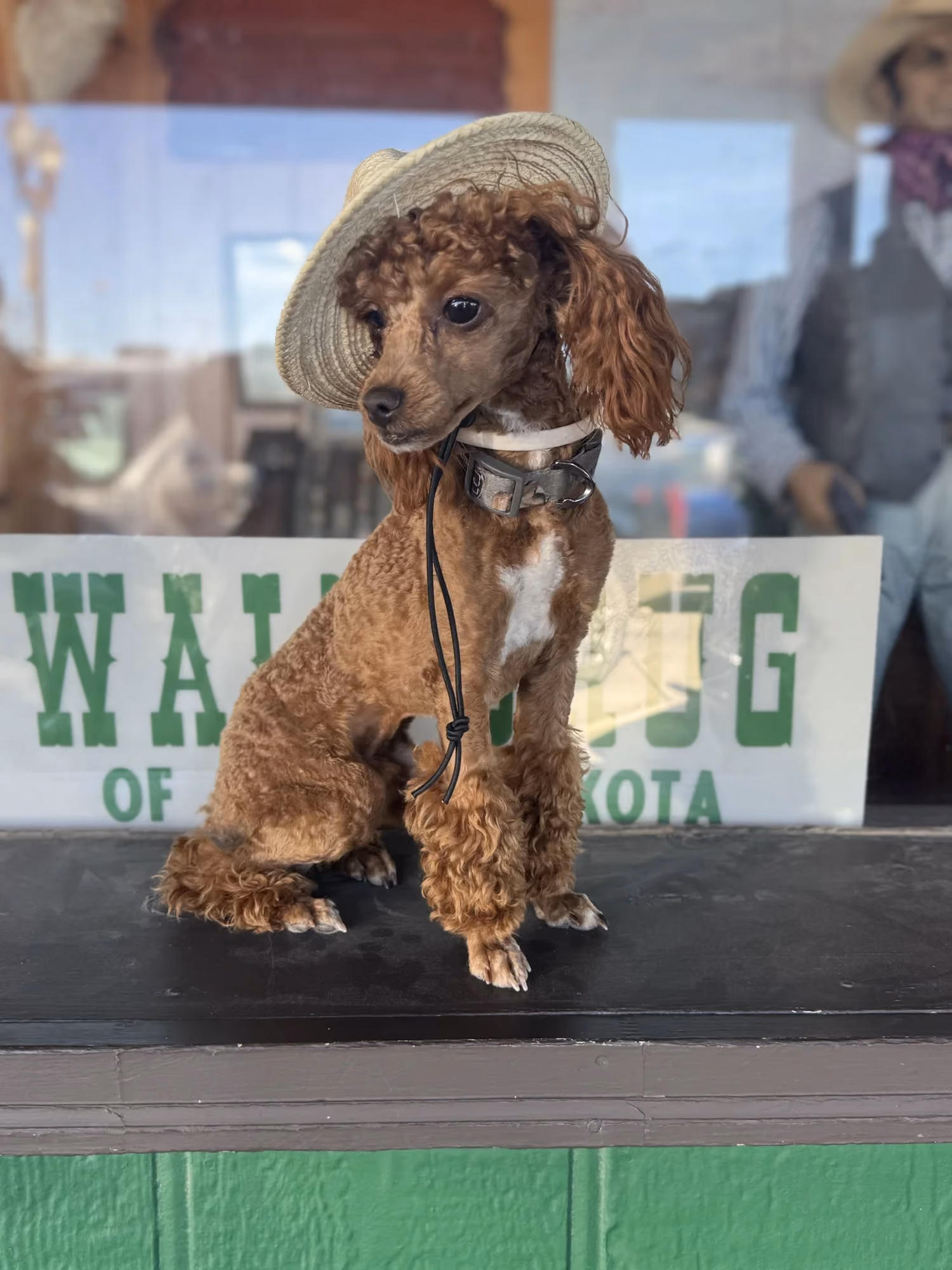 Tucker, a Toy Poodle