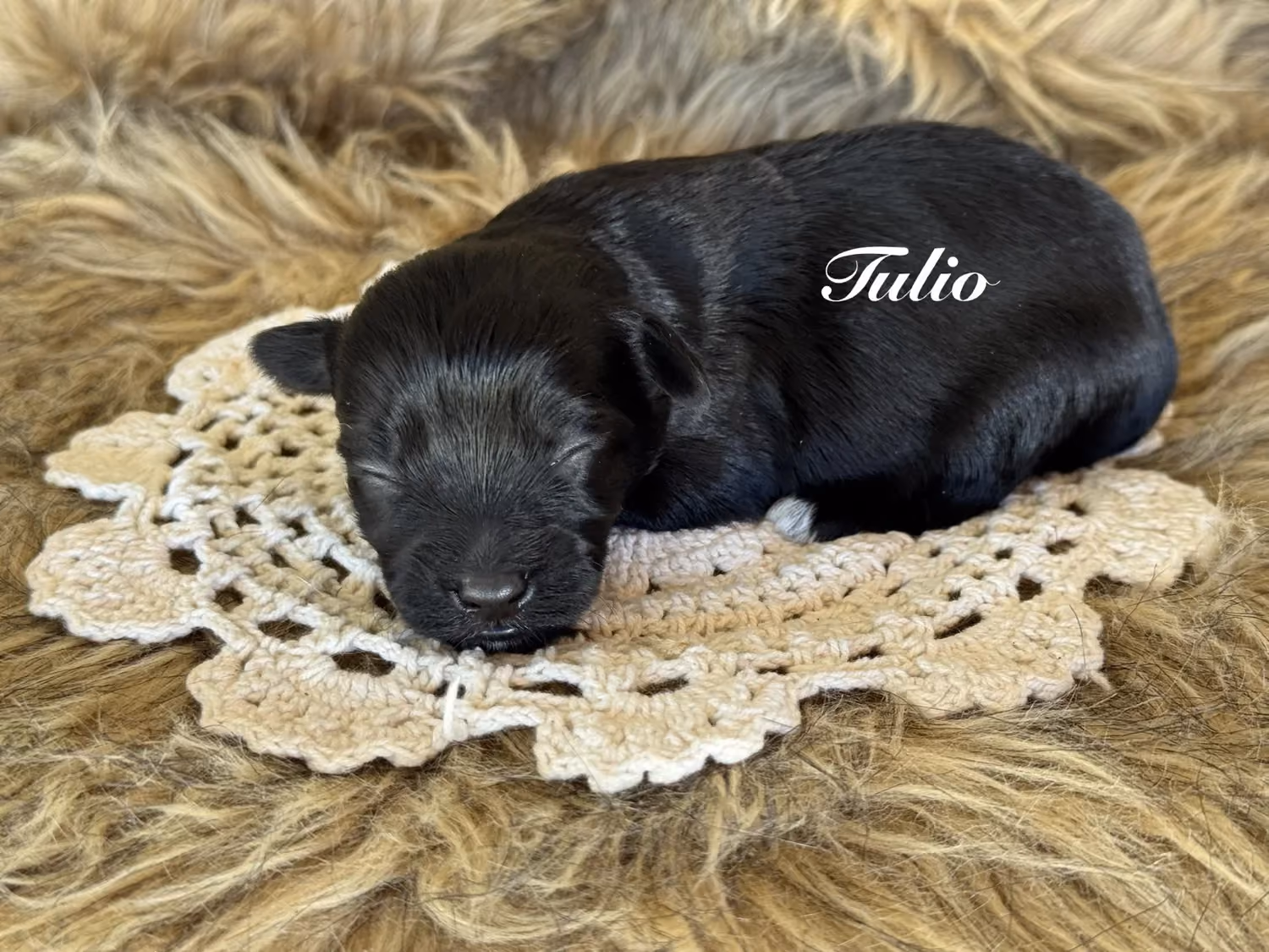 A cute Yorkiepoo puppy. His name is Tulio.