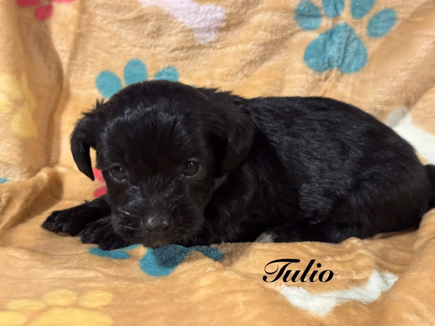 A cute Yorkiepoo puppy. His name is Tulio.