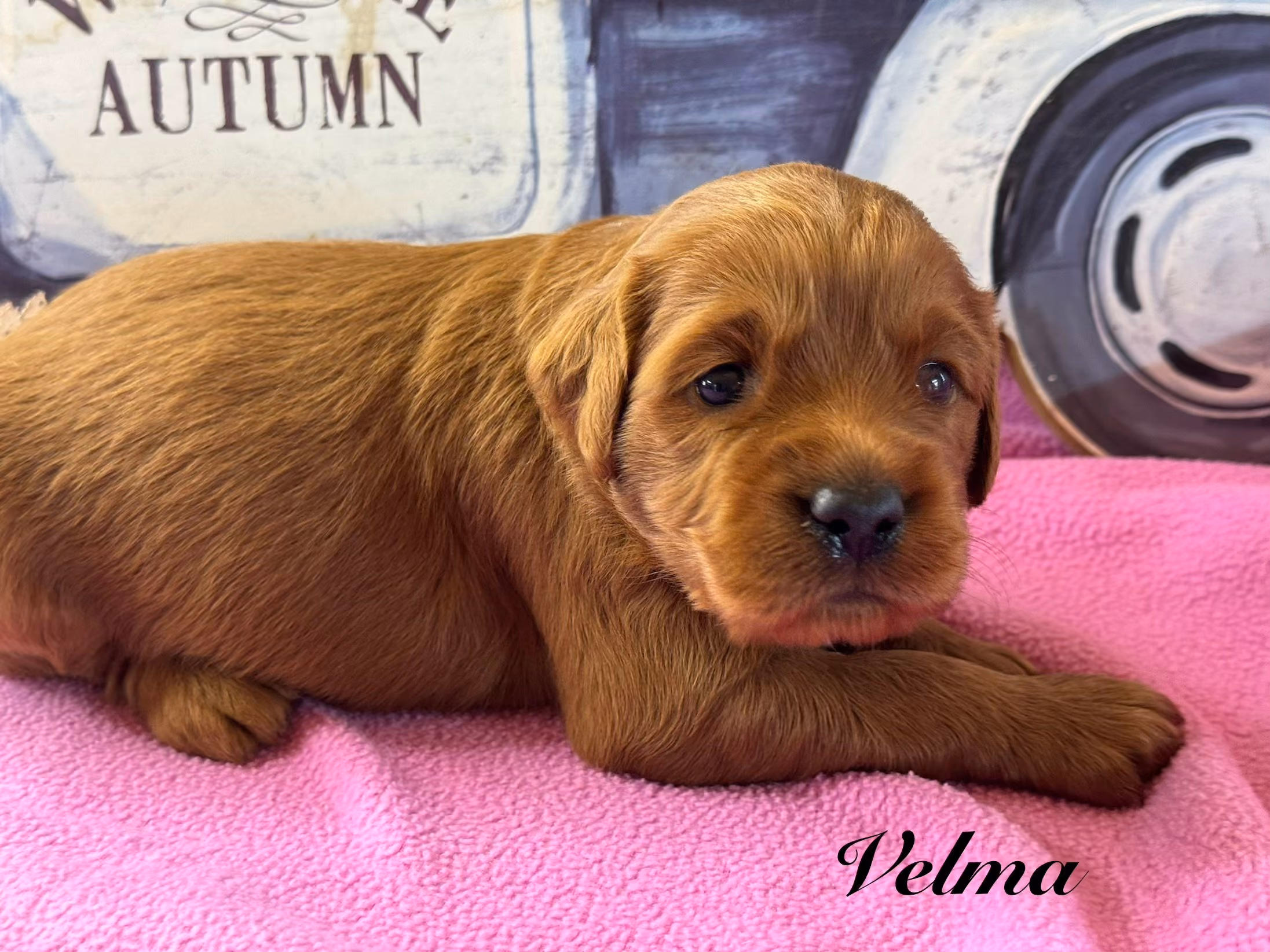 A cute Mini Golden Retriever puppy. Her name is Velma.